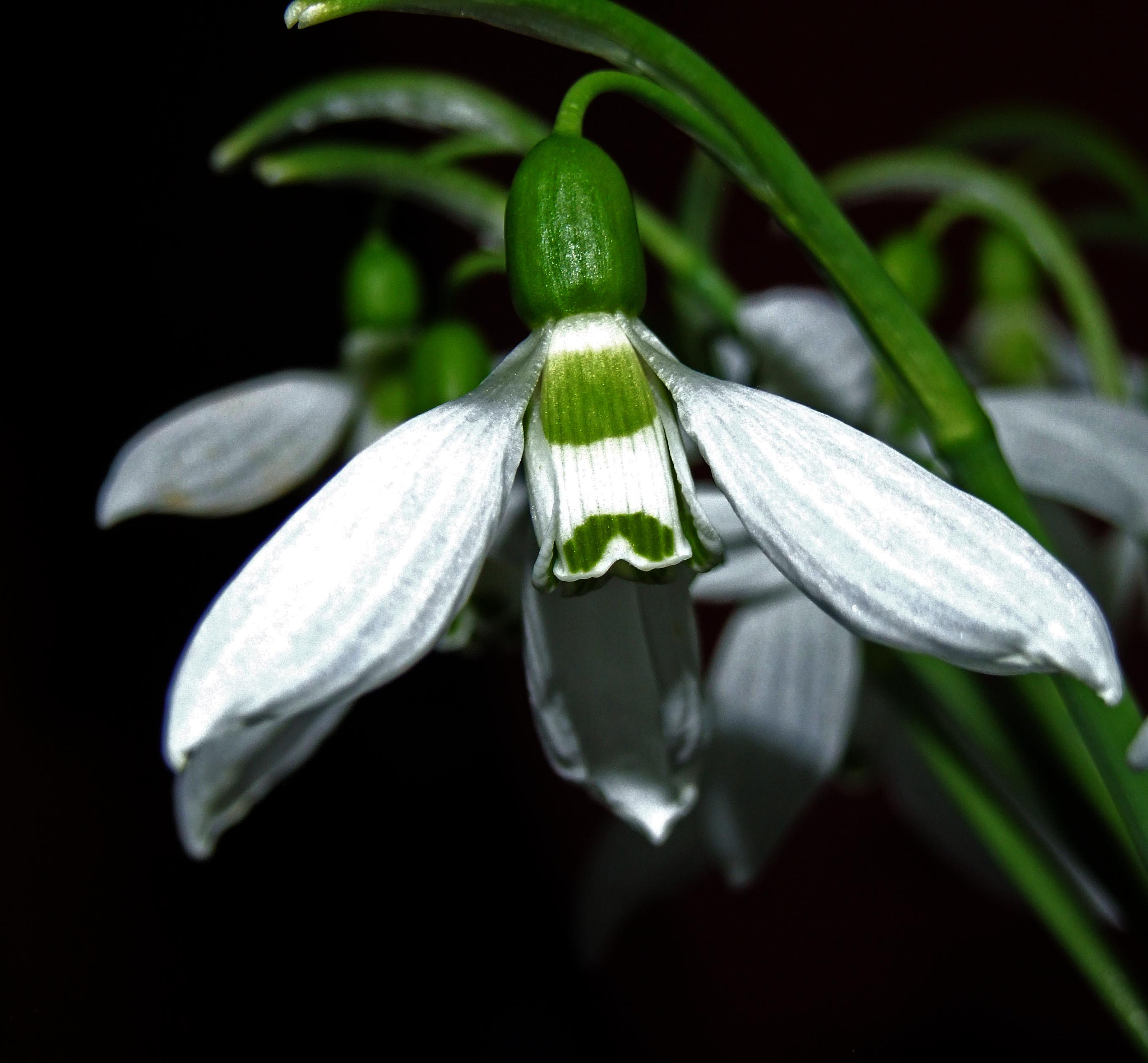 Fujifilm FinePix S9600 sample photo. The first flowers photography