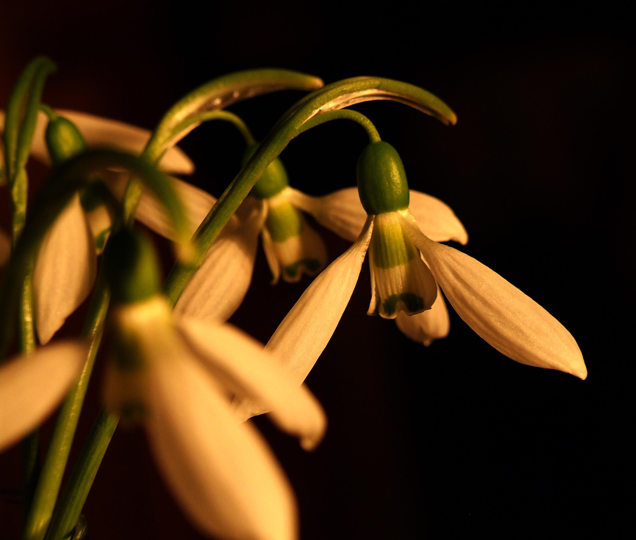 Fujifilm FinePix S9600 sample photo. The first flowers photography