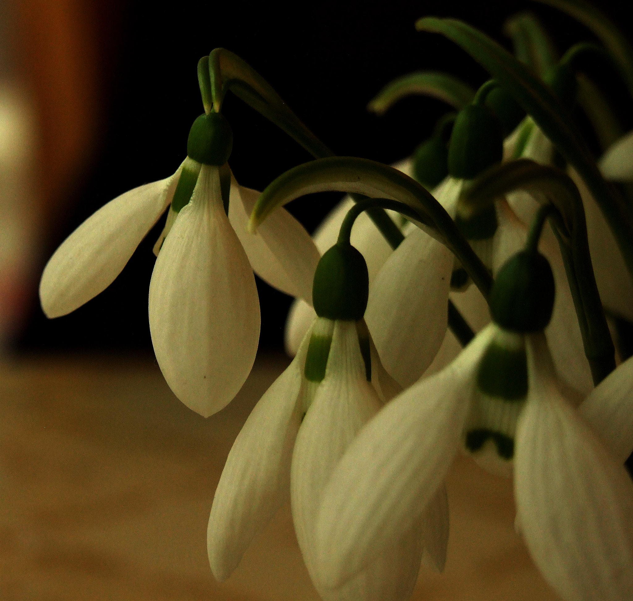 Fujifilm FinePix S9600 sample photo. The first flowers photography