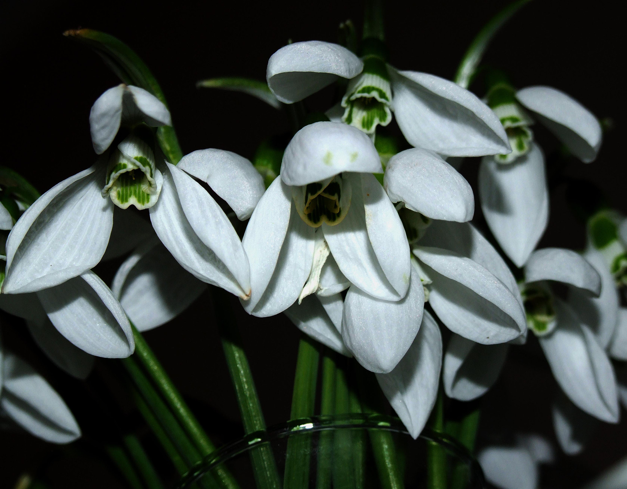 Fujifilm FinePix S9600 sample photo. The first flowers photography