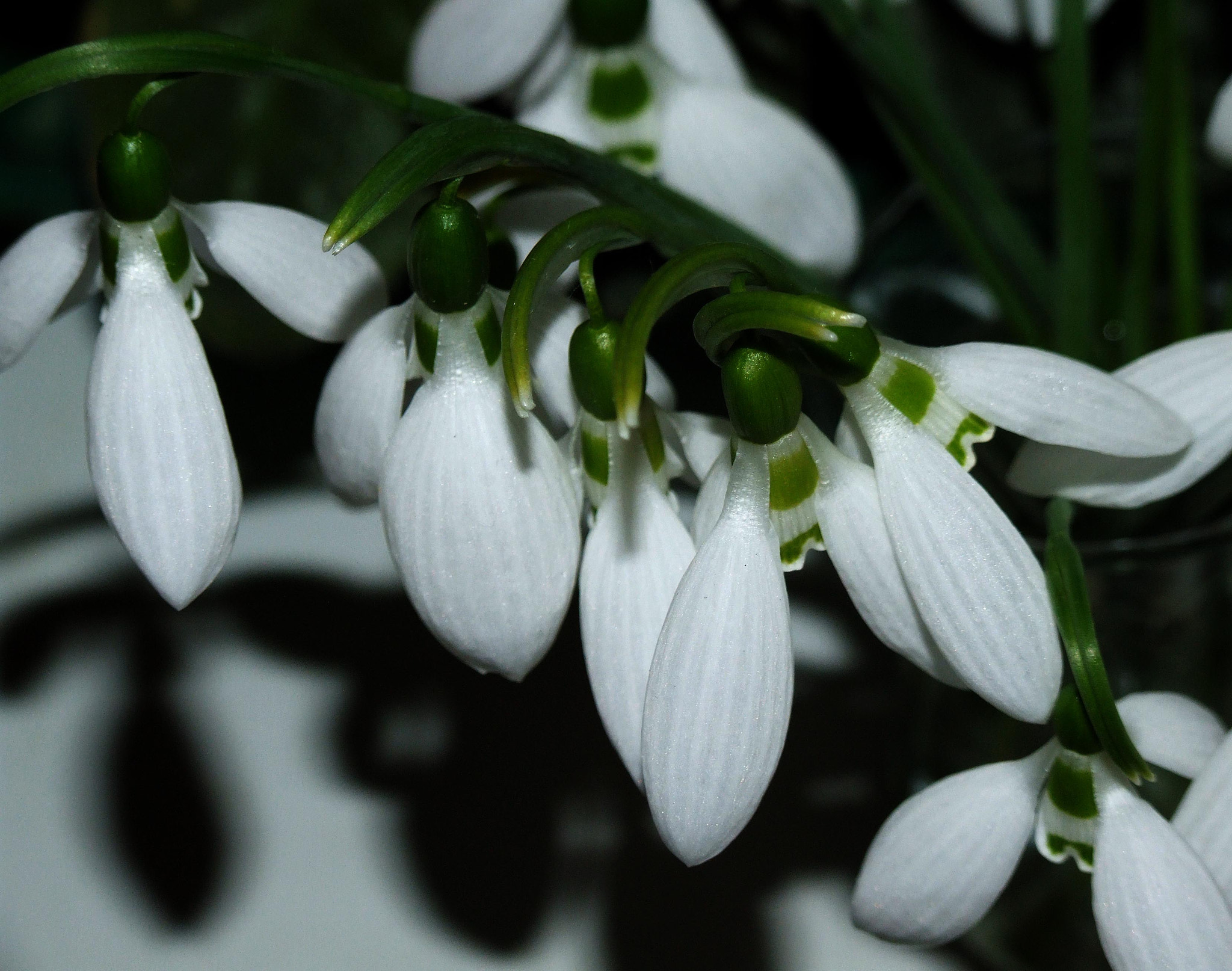 Fujifilm FinePix S9600 sample photo. The first flowers photography