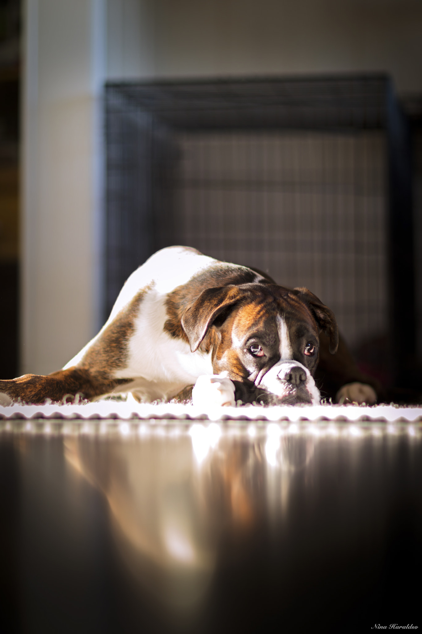 Canon EF 85mm F1.2L II USM sample photo. Lazy sunday morning. photography