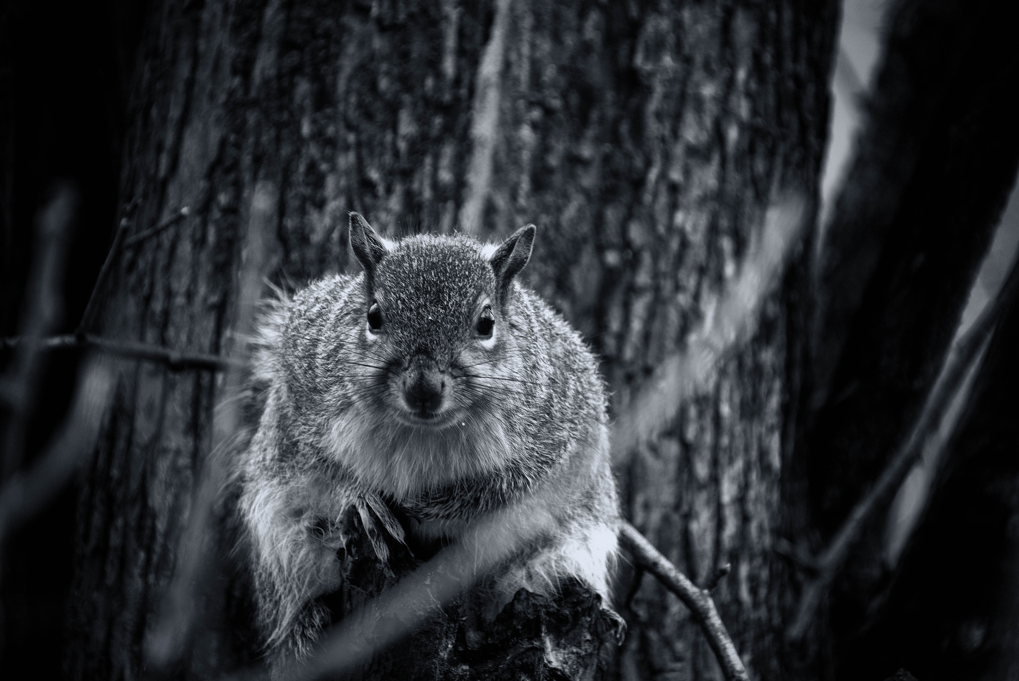 Fujifilm X-T2 sample photo. Grey squirrel photography