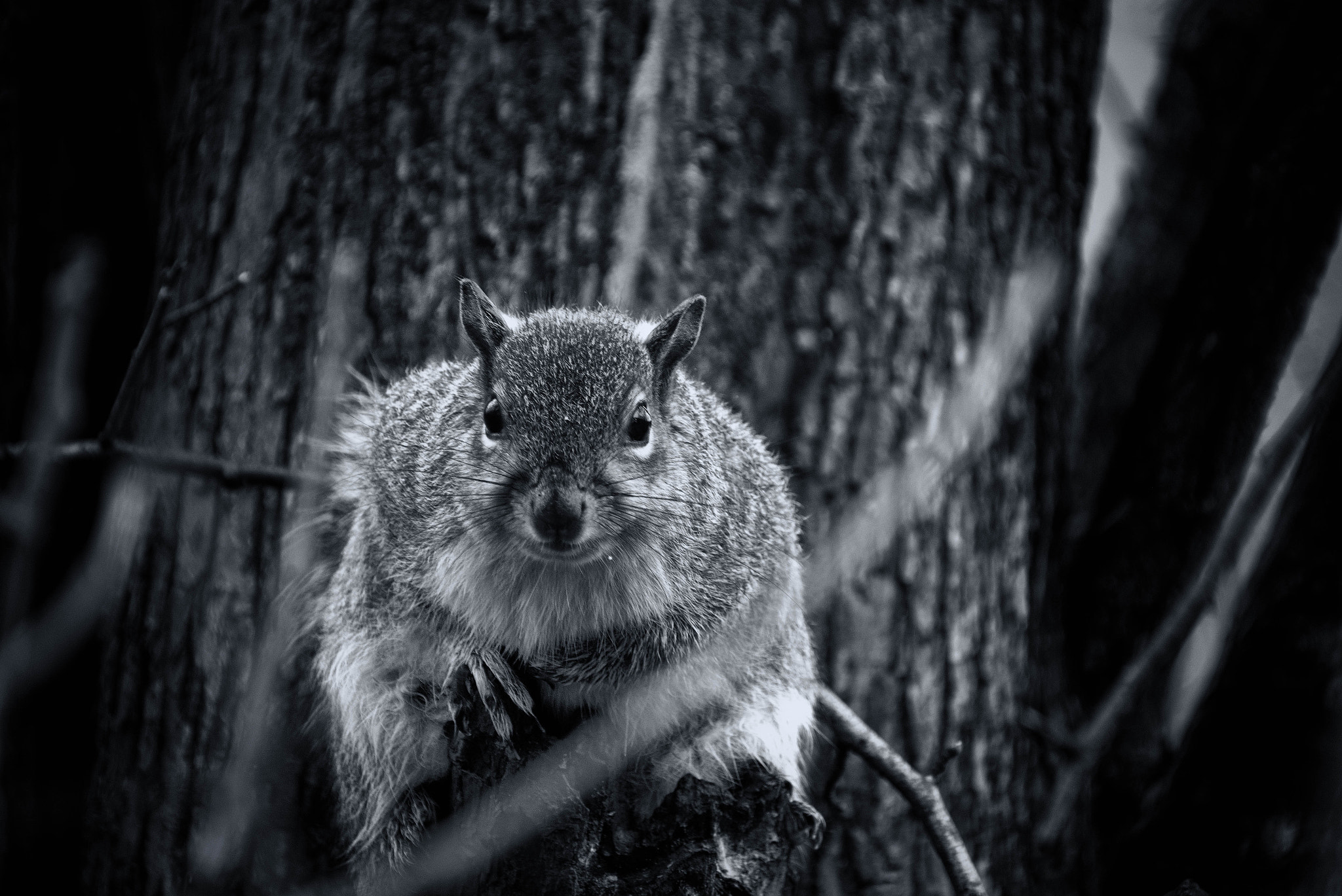 Fujifilm XF 100-400mm F4.5-5.6 R LM OIS WR sample photo. Grey squirrel photography