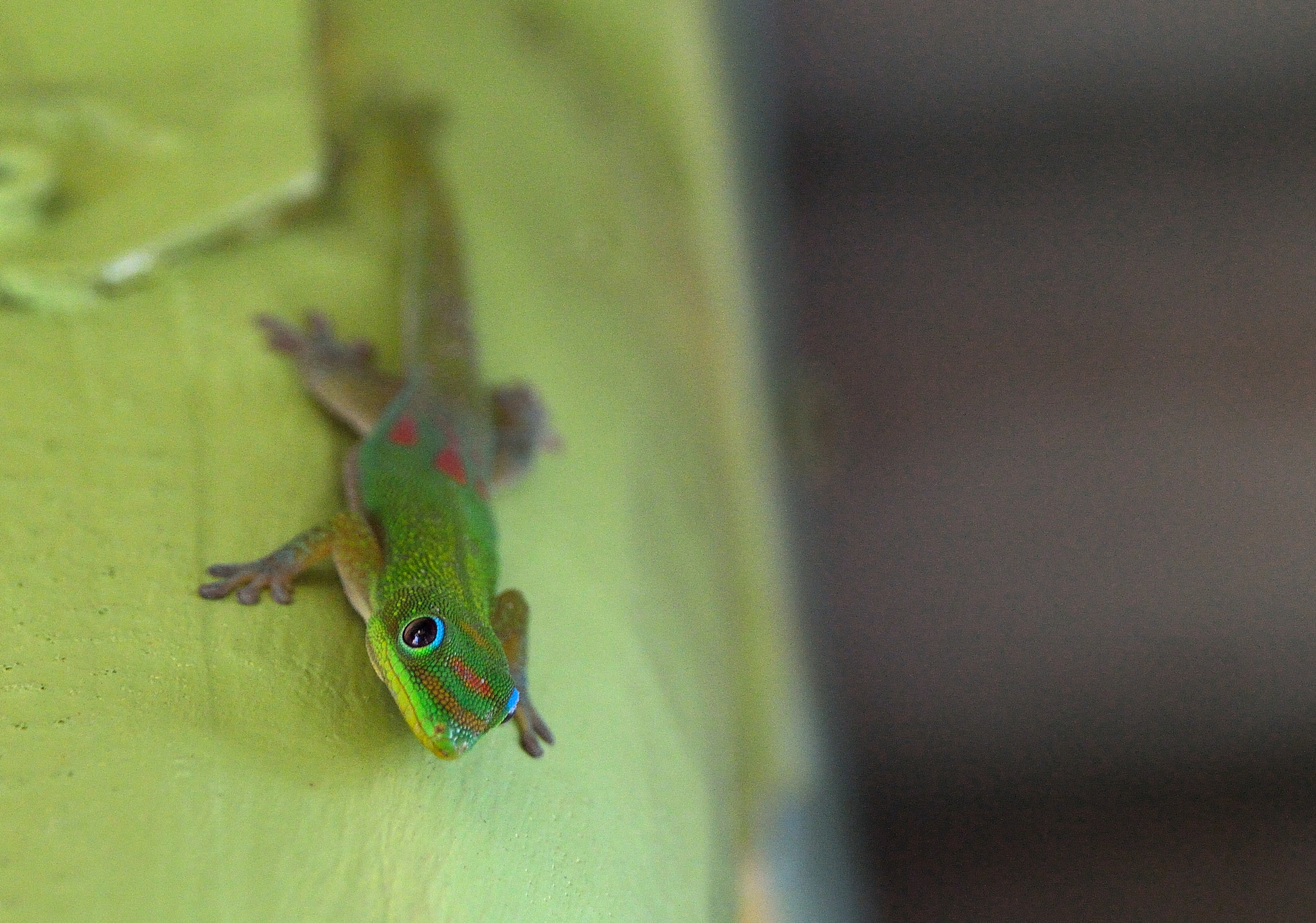Nikon D3200 sample photo. Gecko in kauai photography