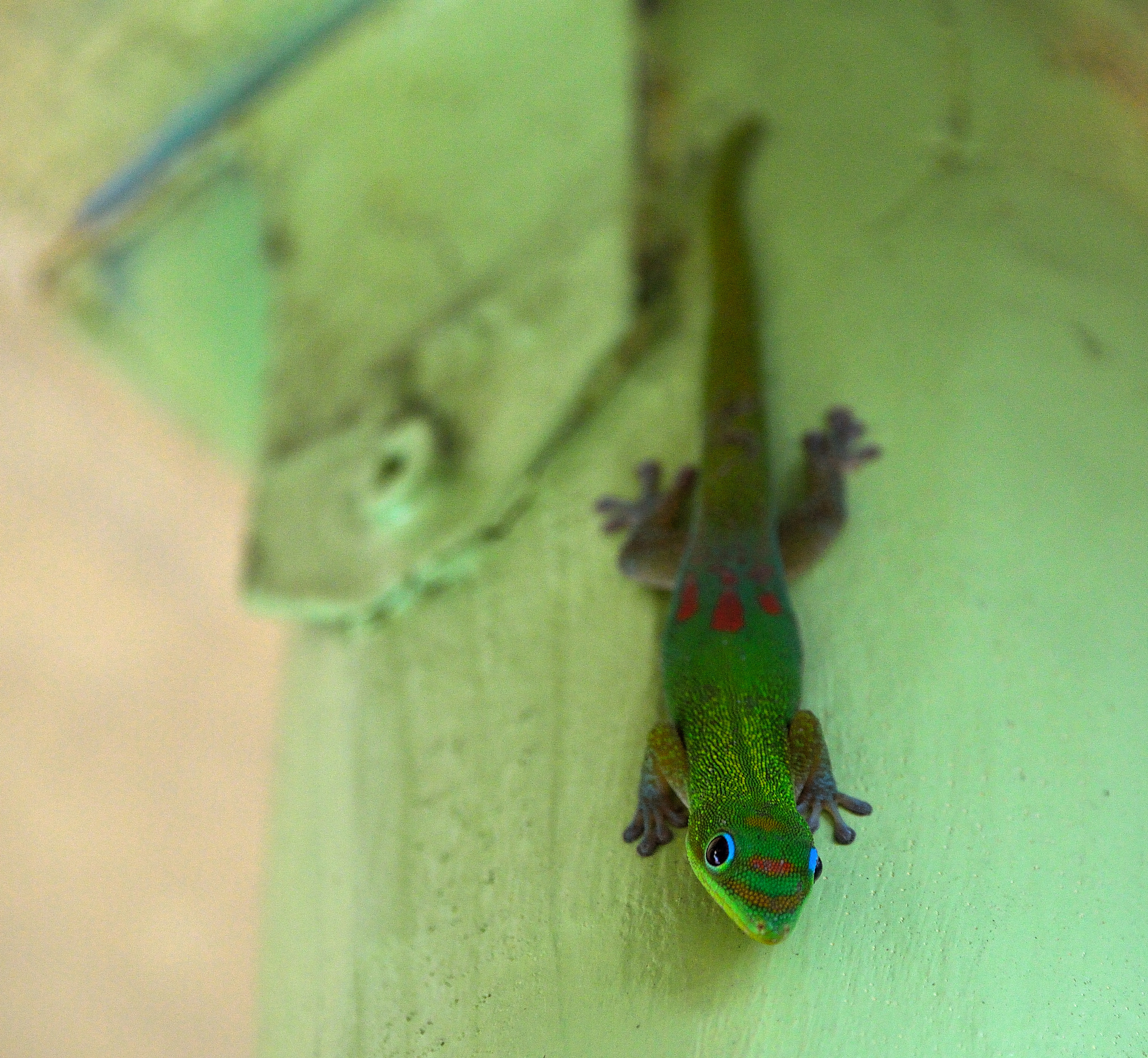 Nikon D3200 sample photo. Gecko in kauai 2 photography
