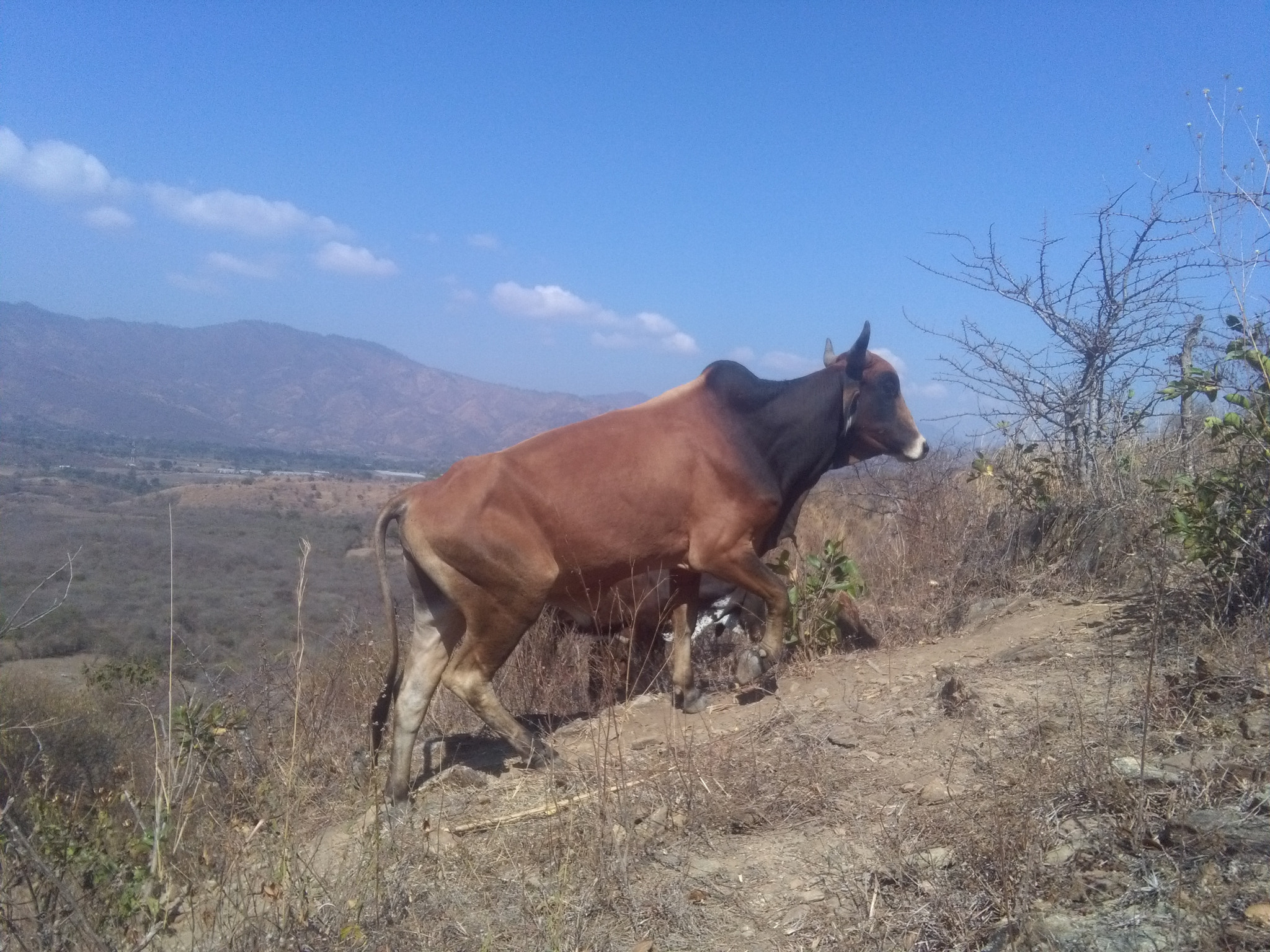 HUAWEI Y6 sample photo