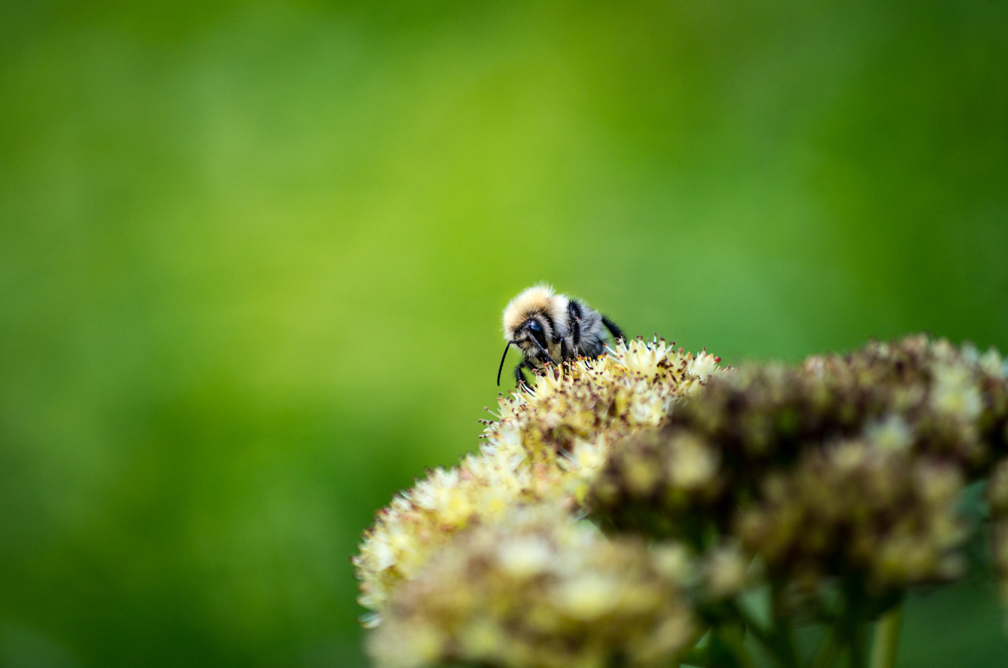 Pentax K-30 sample photo. Yarrow & bee photography