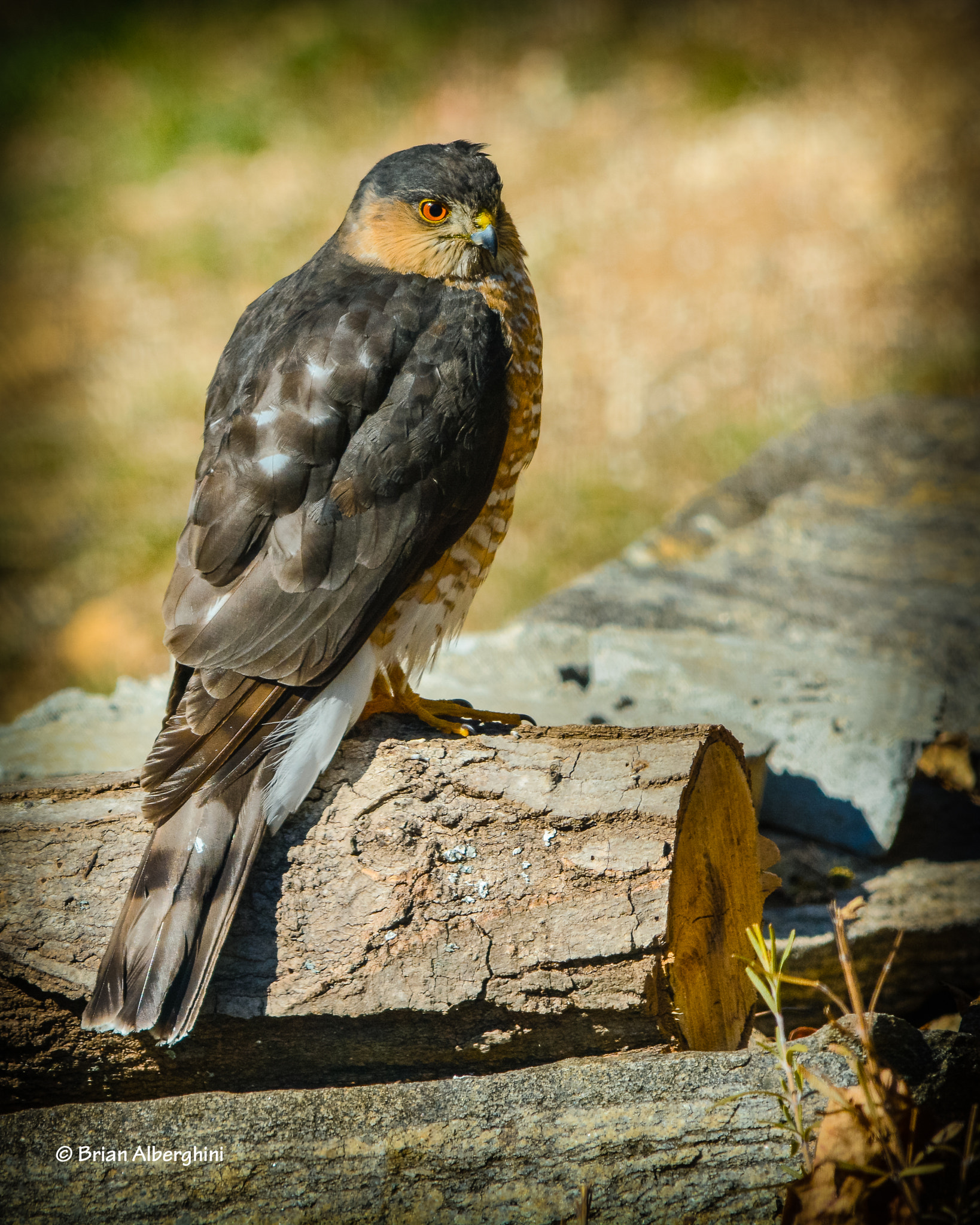 Sigma 150-500mm F5-6.3 DG OS HSM sample photo. I'll get you my pretty photography