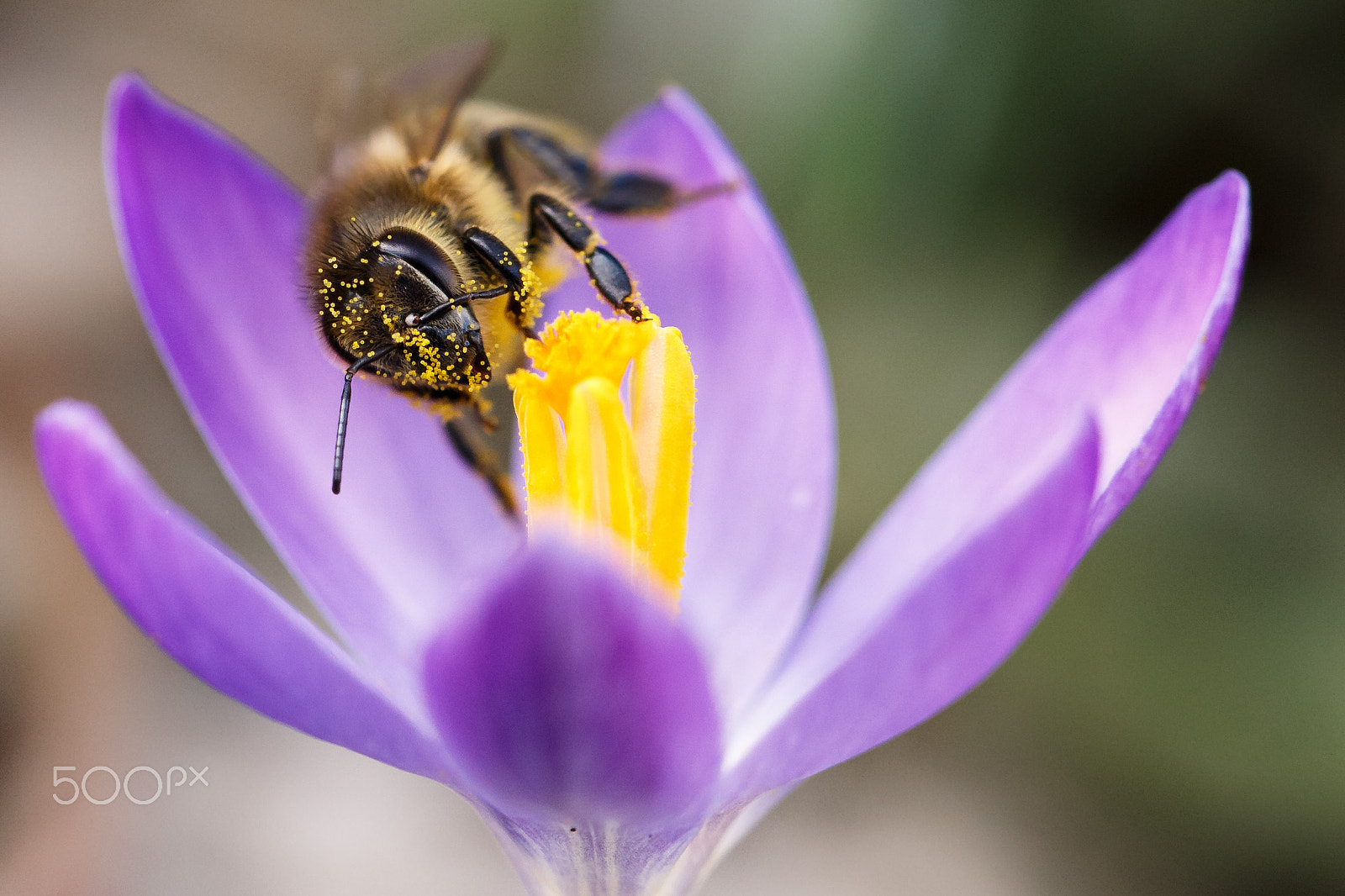 Canon EF 100mm F2.8L Macro IS USM sample photo. Honey bee on one of first blooming flowers of this year photography