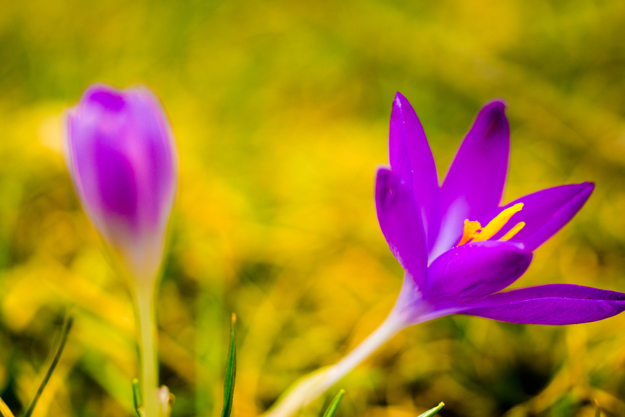 Sony a6000 + MACRO 50mm F2.8 sample photo. Krokus, der sonne geöffnet - photography