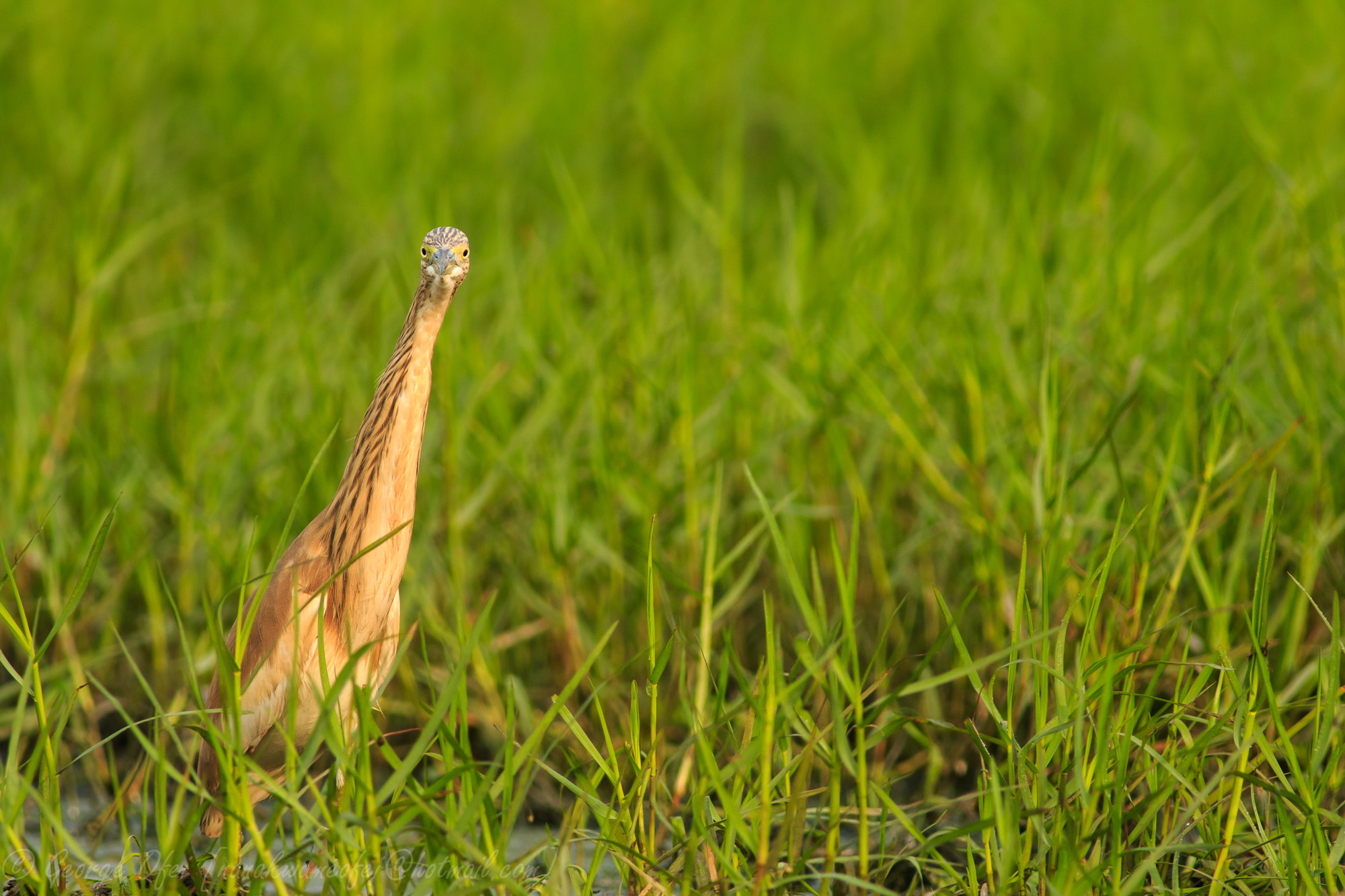 Canon EF 400mm F5.6L USM sample photo. Squacco heron photography