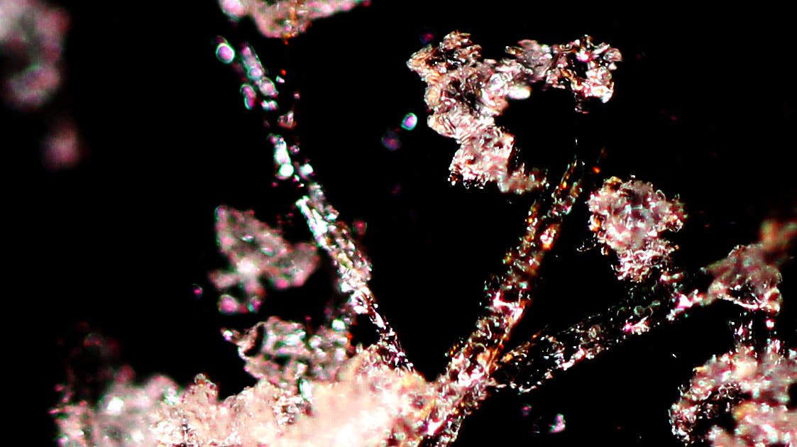Canon EF 100mm F2.8 Macro USM sample photo. Snow photography