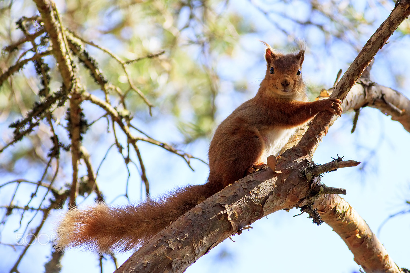 Canon EOS 50D + Canon EF 400mm F5.6L USM sample photo. Great come back photography