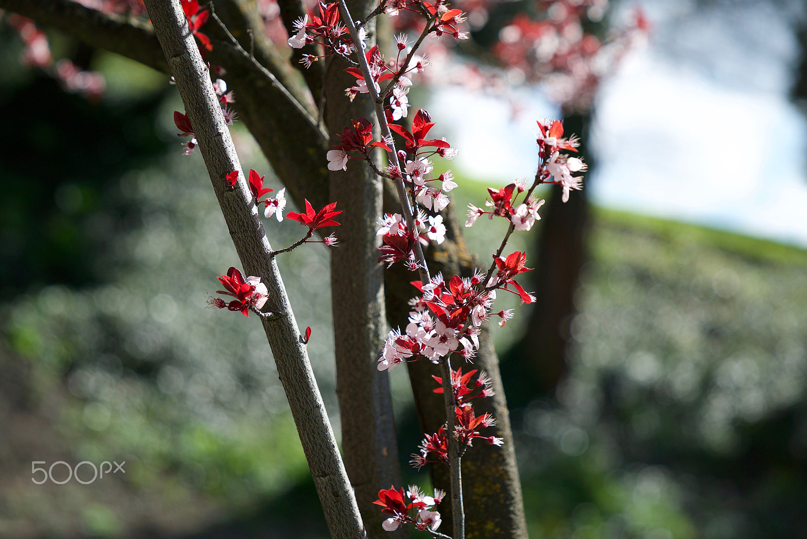 Sony FE 24-70mm F2.8 GM sample photo. Wishful thinking photography