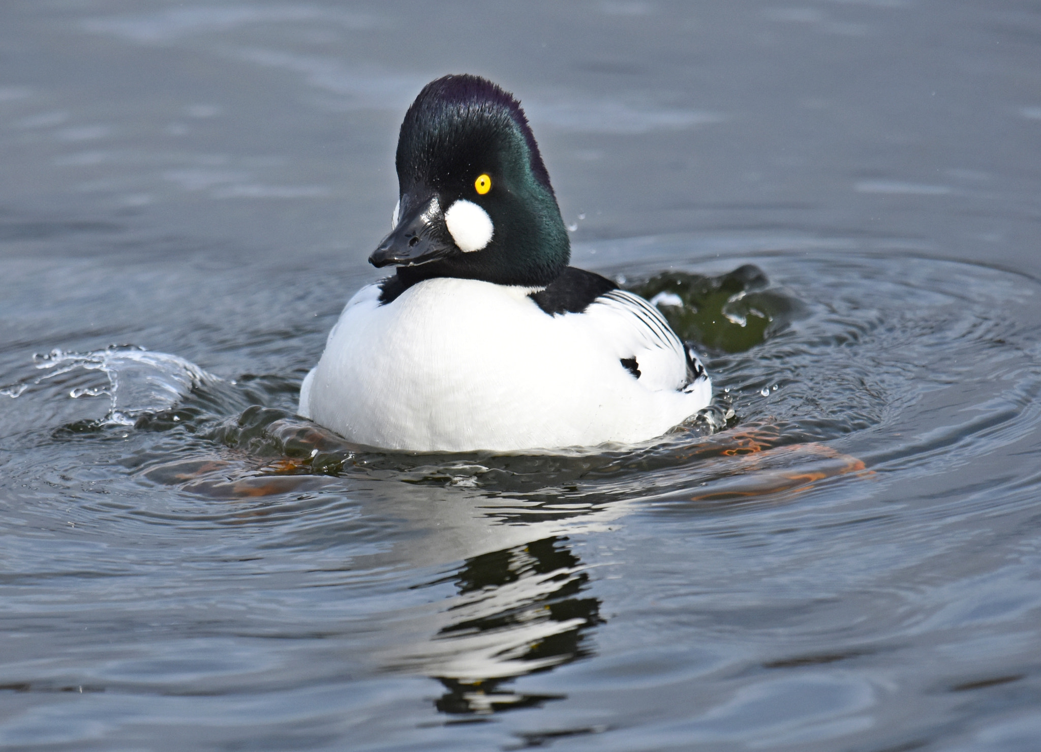 Nikon D7200 + Nikon AF-S Nikkor 600mm F4G ED VR sample photo. Goldeneye photography