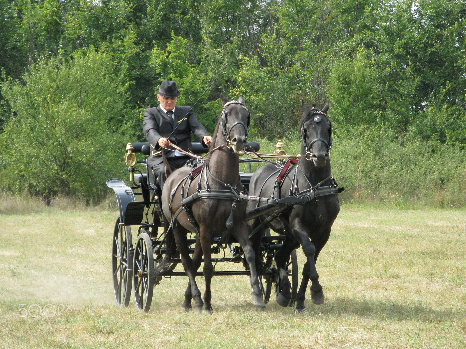 Canon PowerShot A2000 IS sample photo. Equestrian carriage 2 photography