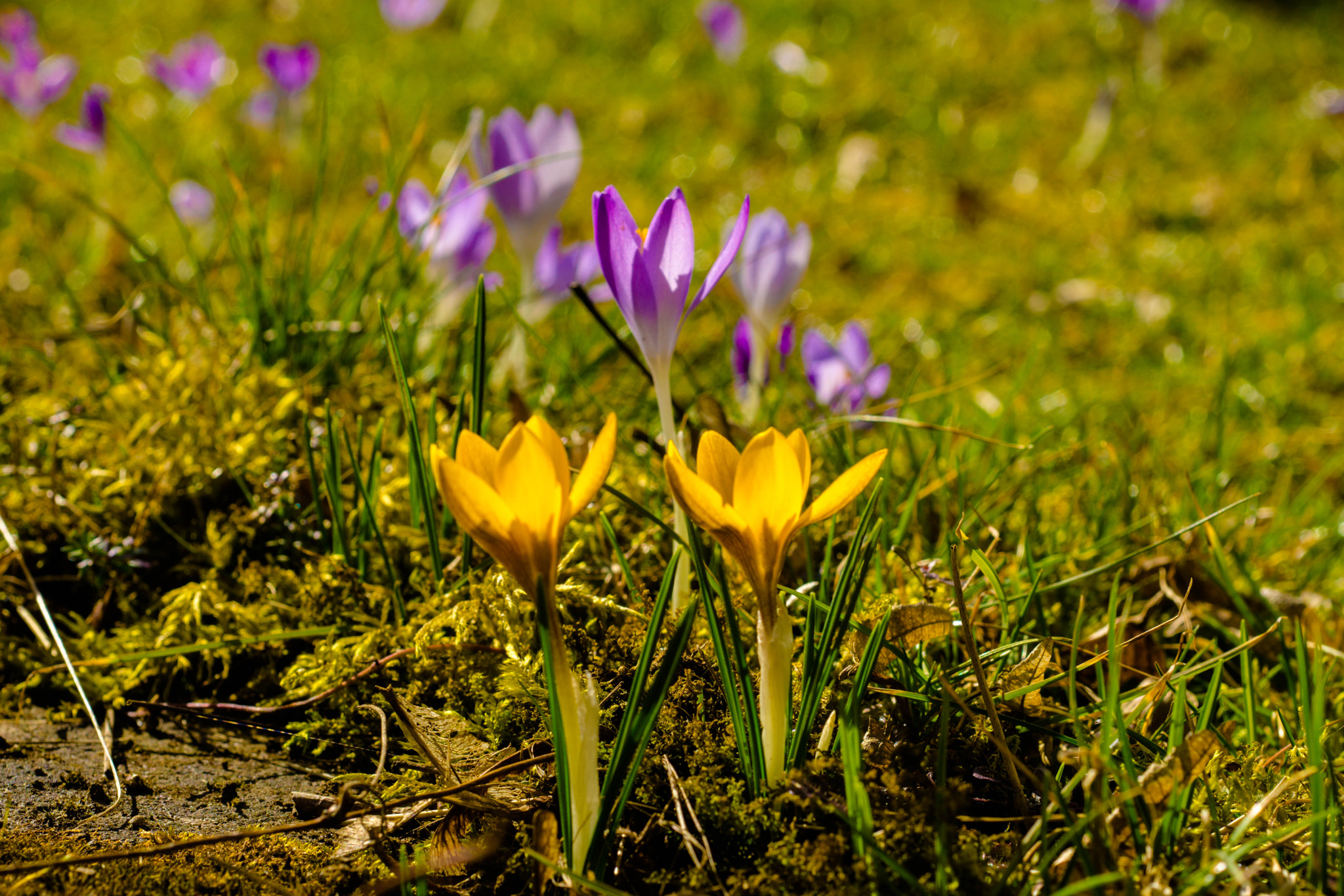 MACRO 50mm F2.8 sample photo. Krokusse photography