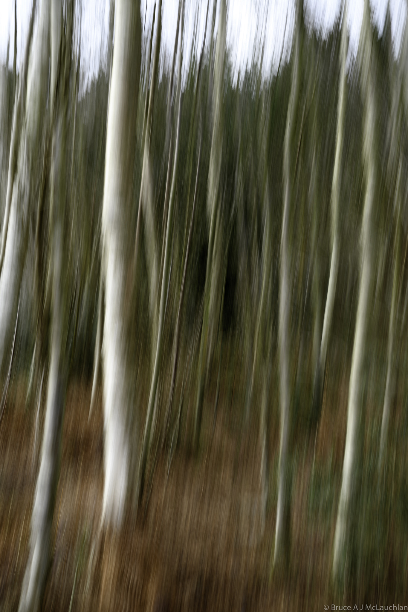 Nikon D5 sample photo. Tree blur photography