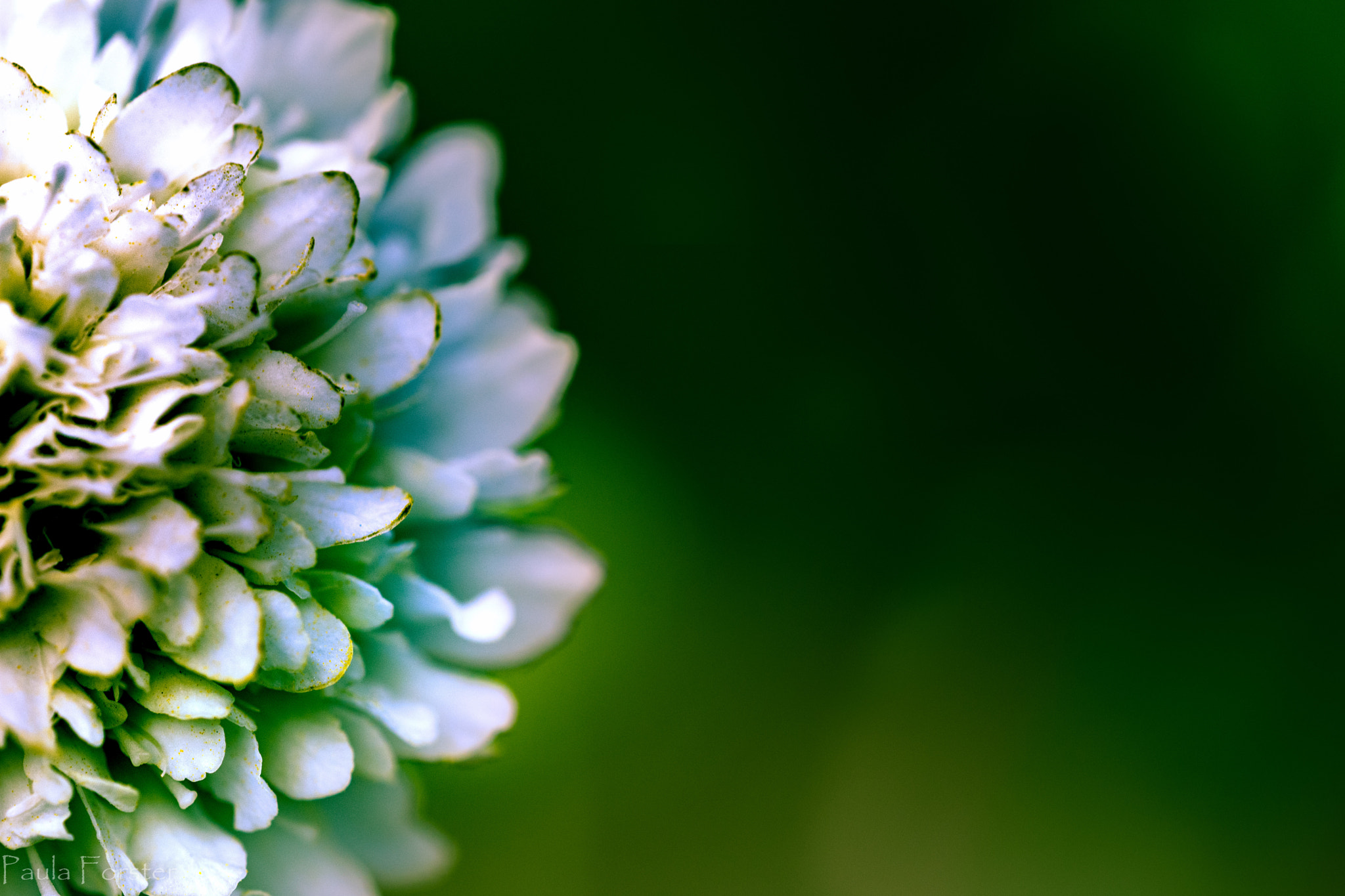 Sigma 150mm F2.8 EX DG OS Macro HSM sample photo. Dsc photography