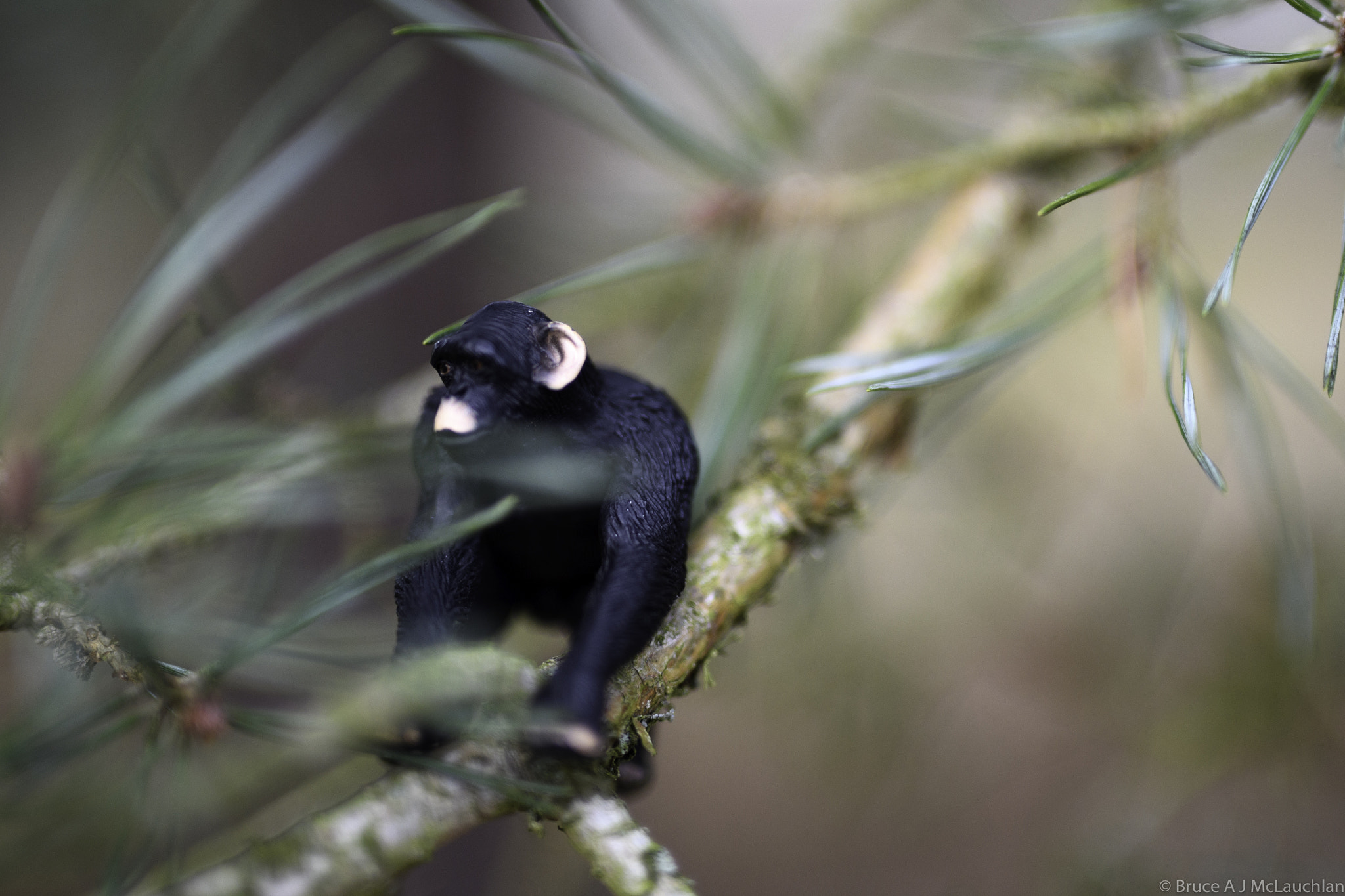 Nikon D5 + Sigma 50mm F1.4 DG HSM Art sample photo. Gorilla in a tree photography