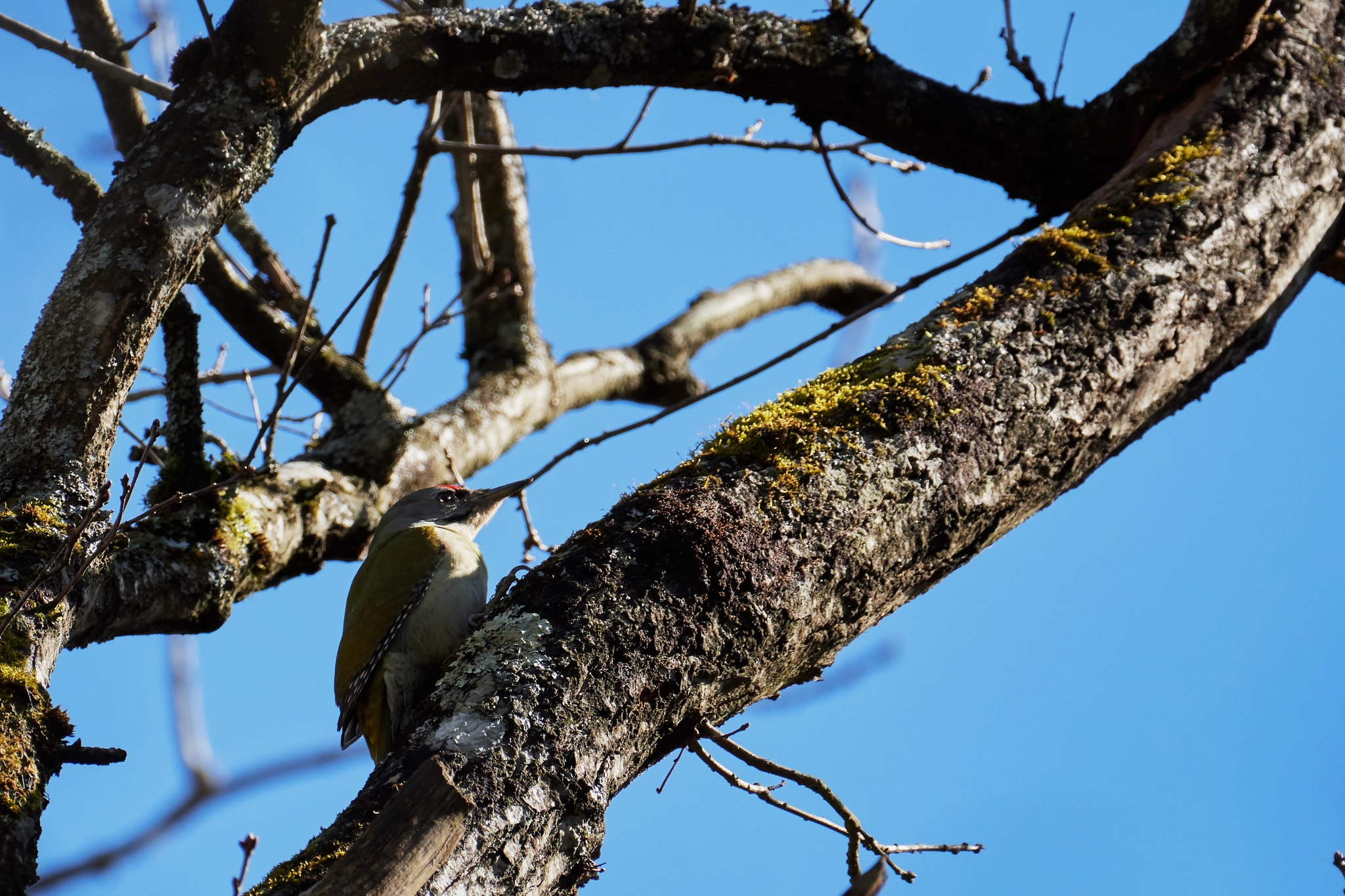 Nikon AF-S Nikkor 200-500mm F5.6E ED VR sample photo. Grauspecht.jpg photography