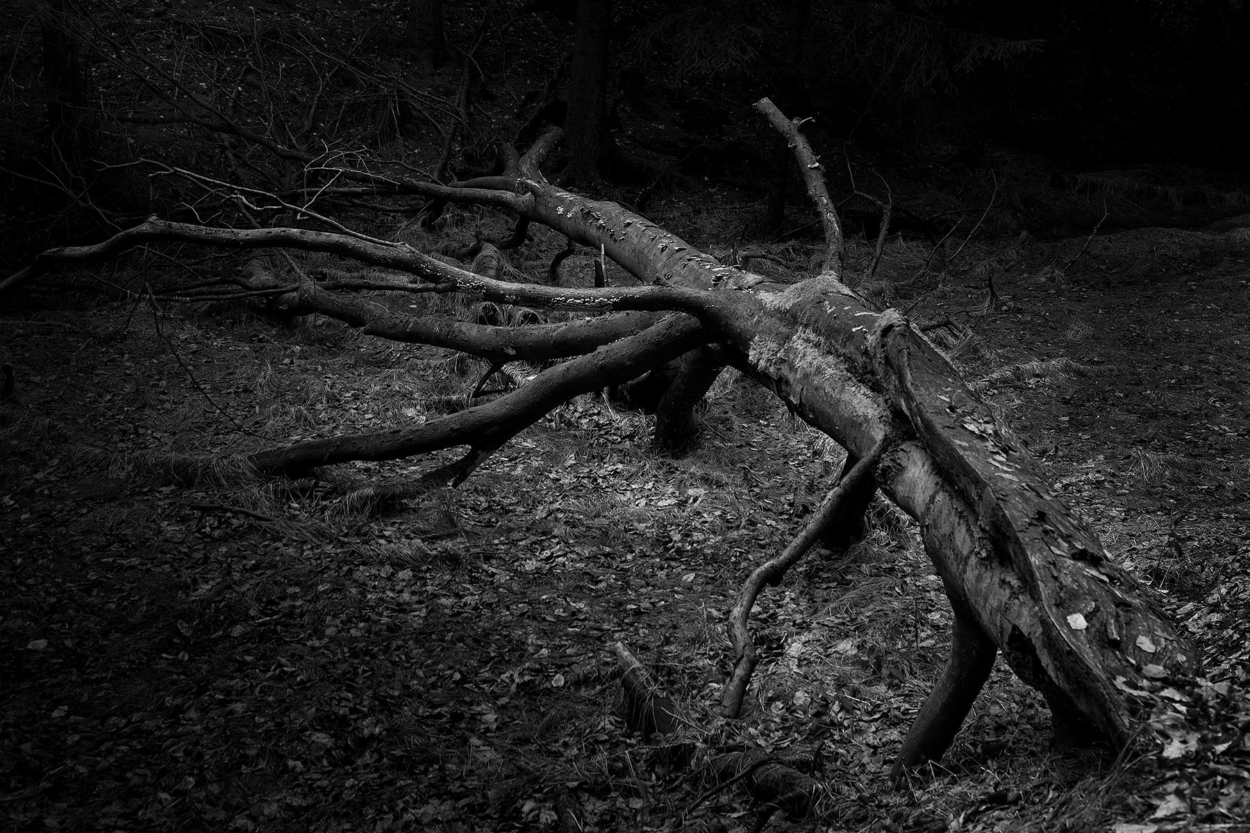 Olympus OM-D E-M5 sample photo. Fallen tree photography