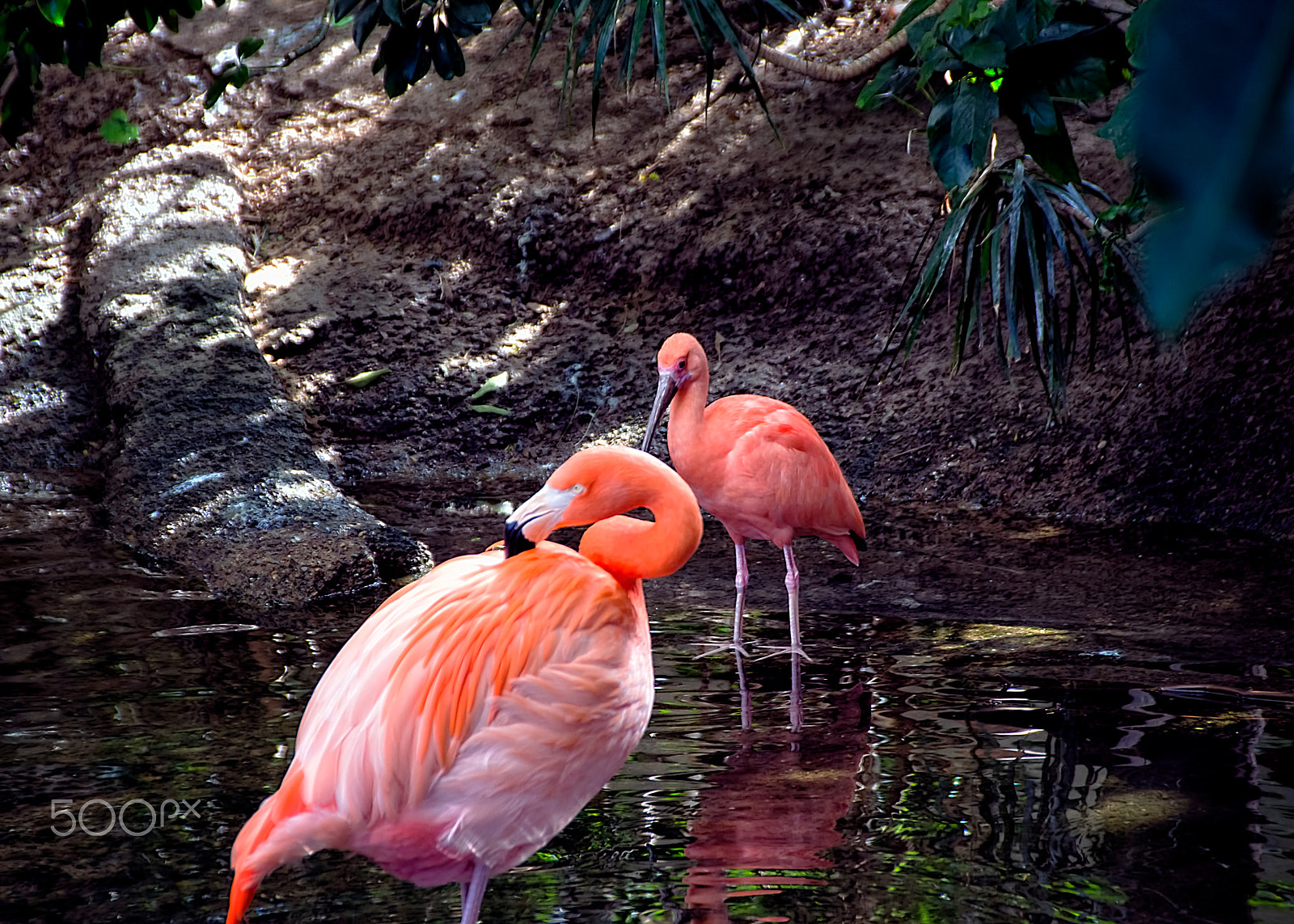 Nikon D7100 sample photo. Pink flamingo photography