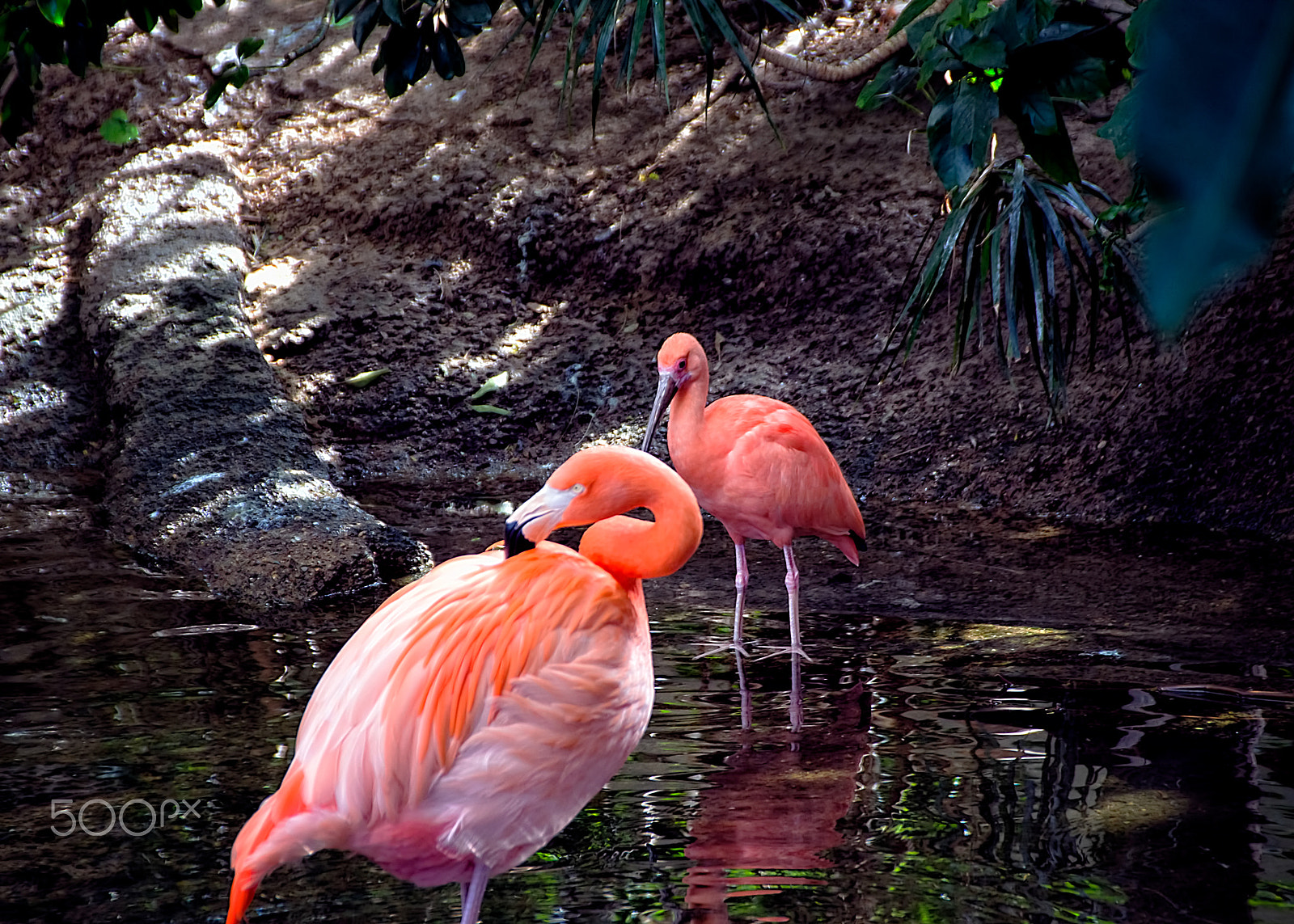 Sigma 18-250mm F3.5-6.3 DC Macro OS HSM sample photo. Pink flamingo photography
