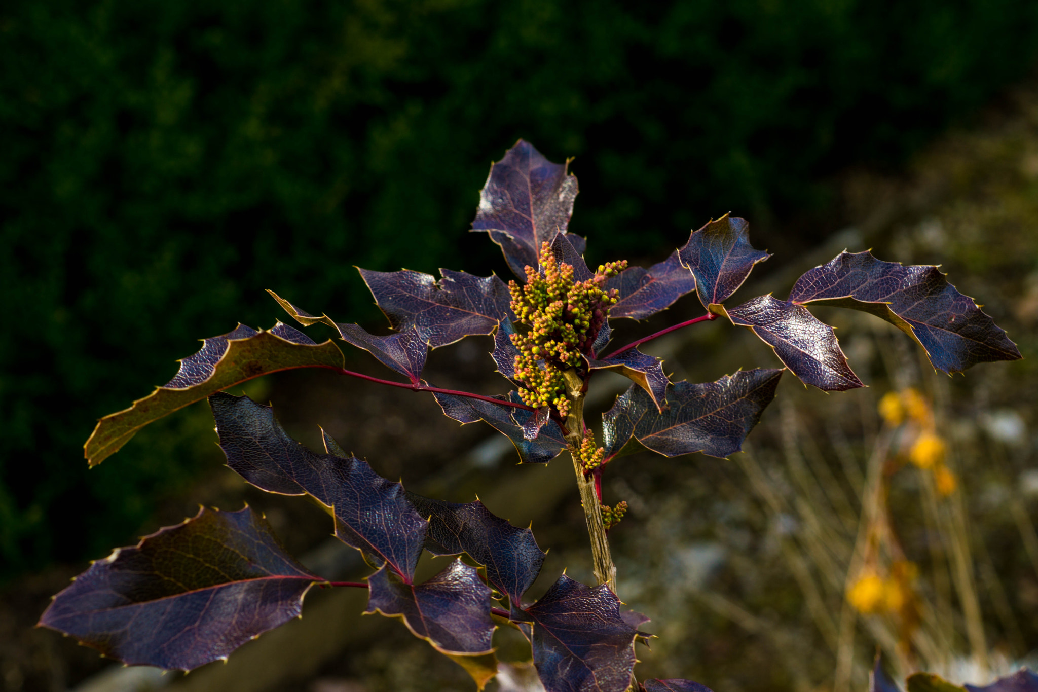 MACRO 50mm F2.8 sample photo. Leben evolviert photography