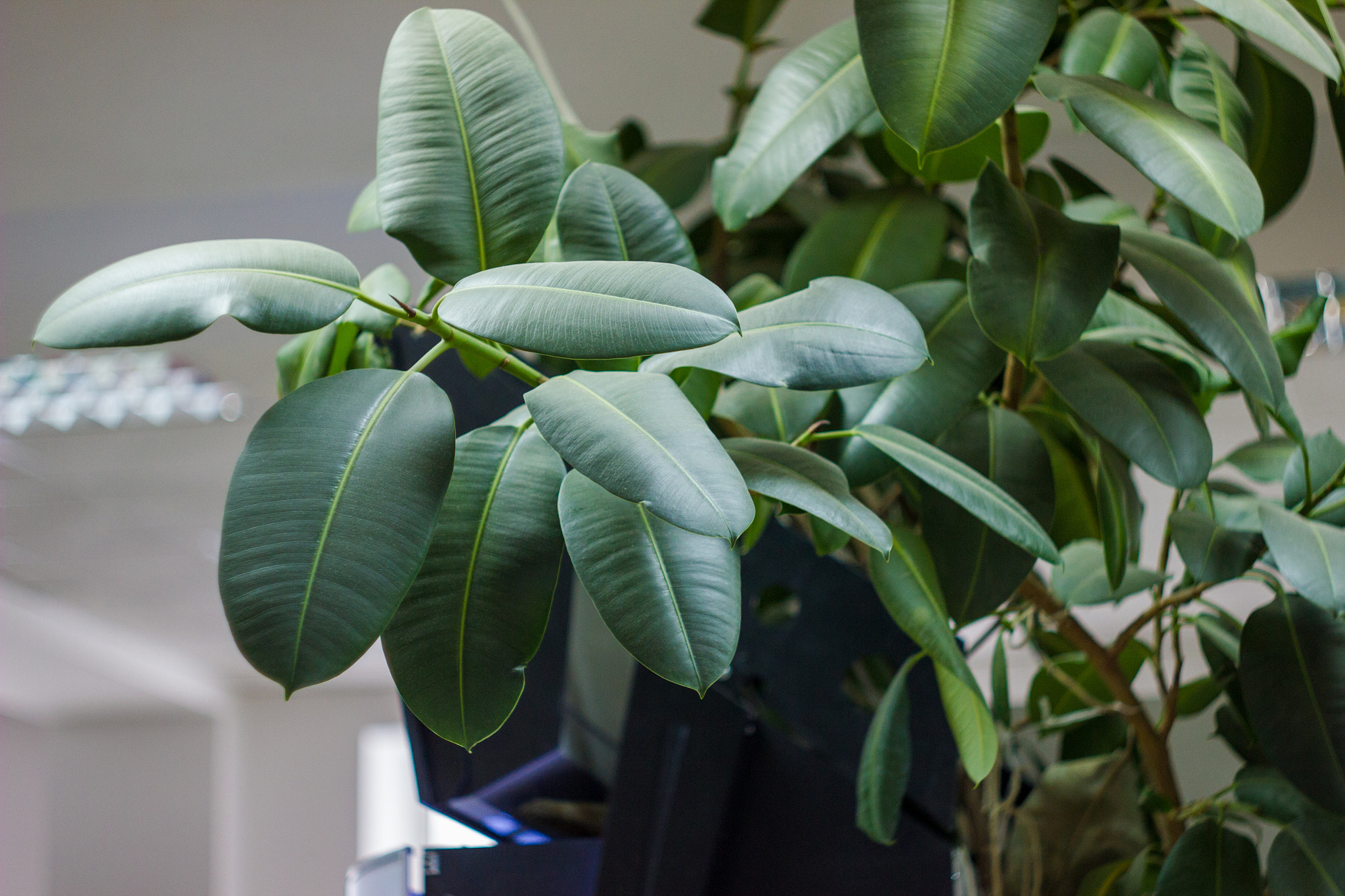 Canon EF 35-80mm f/4-5.6 sample photo