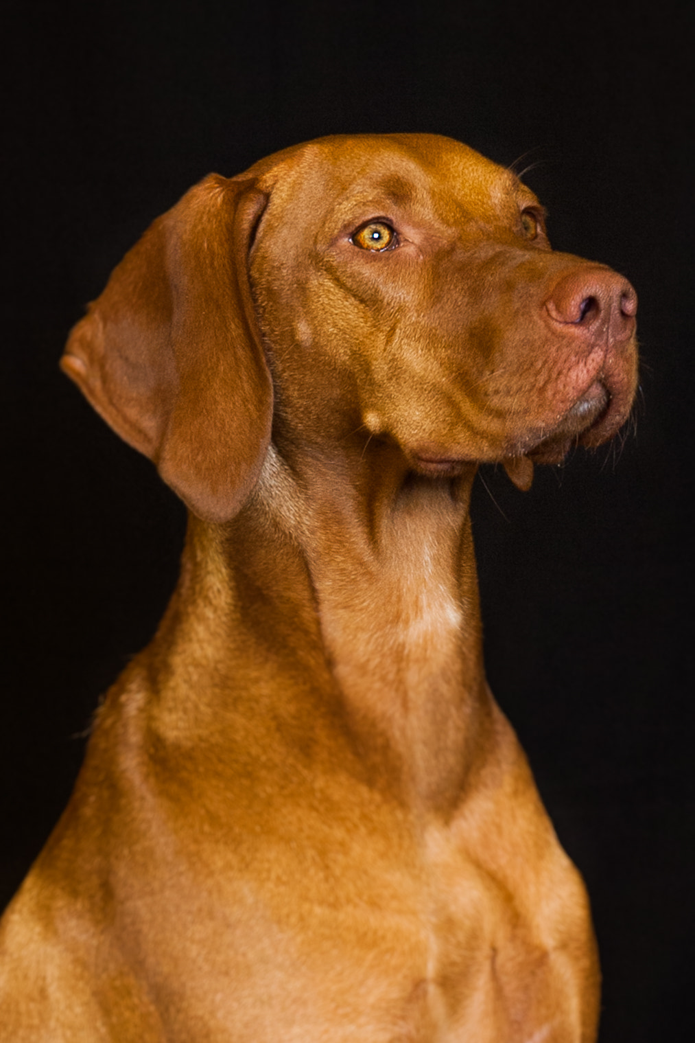 Canon EOS 5D + Canon EF 24-70mm F2.8L USM sample photo. Magyar vizsla photography