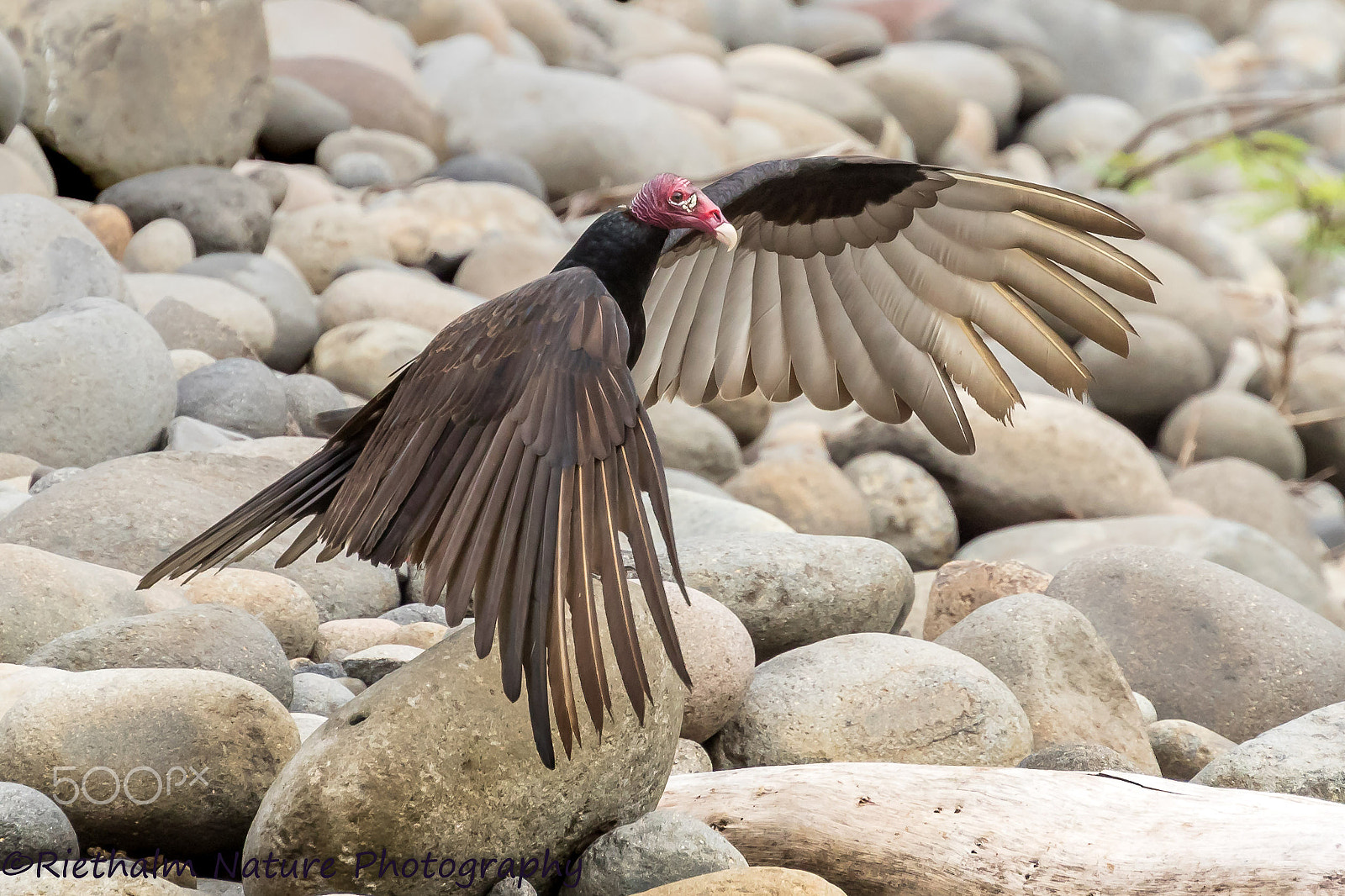 Canon EF 70-200mm F4L USM sample photo. Turkey vulture / roodkopgier photography