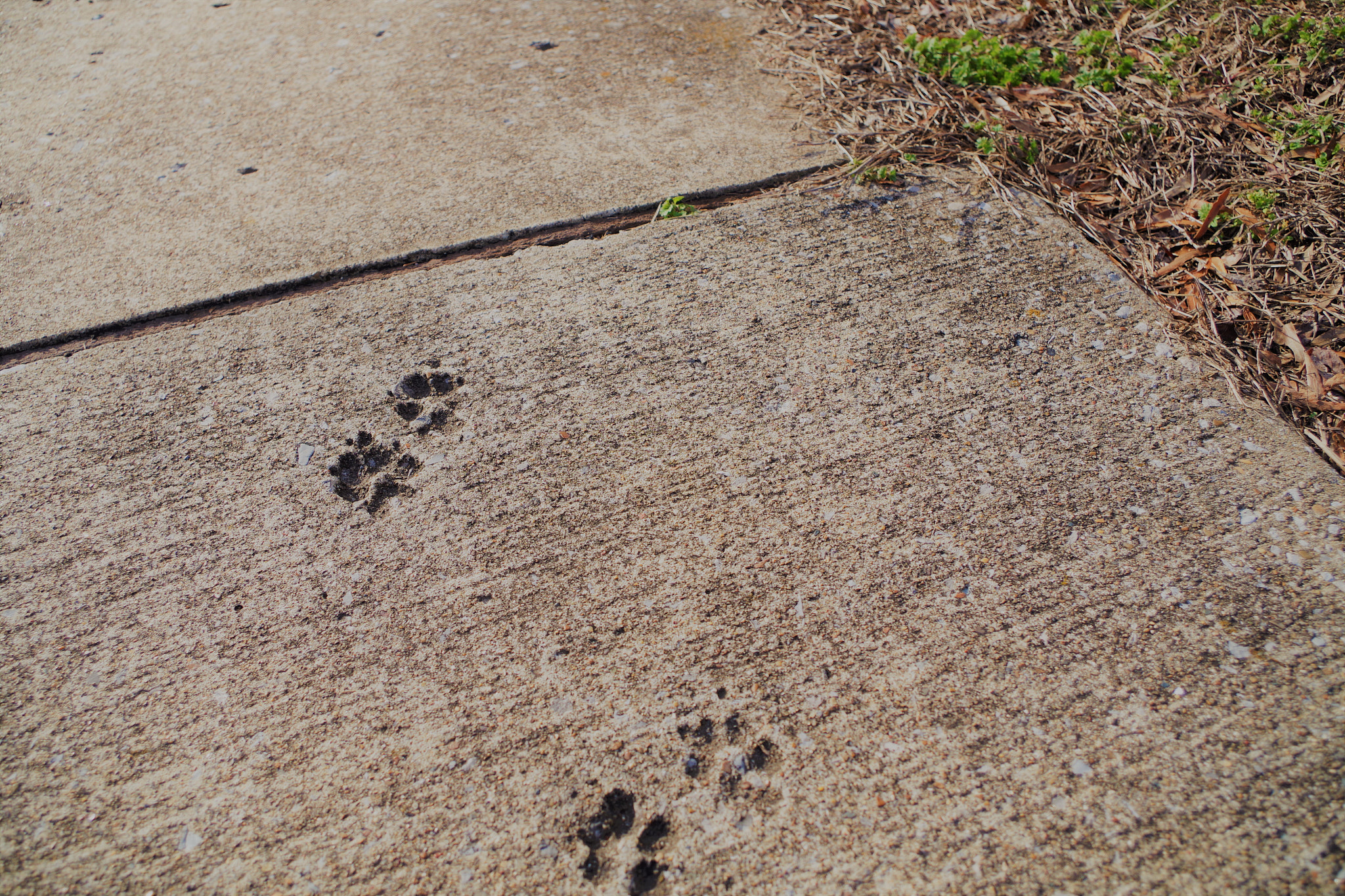 smc PENTAX-DA L 18-55mm F3.5-5.6 sample photo. () photography