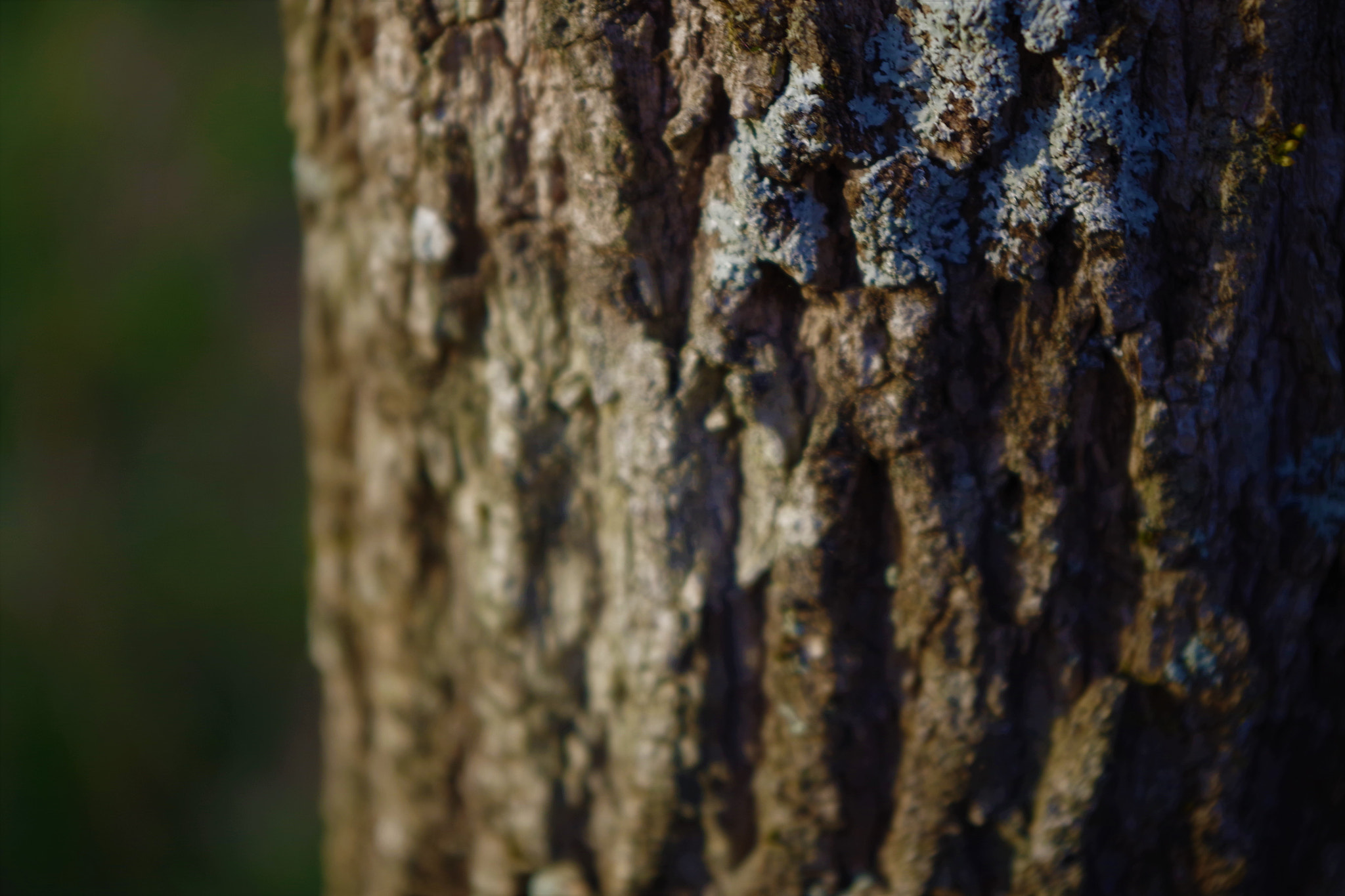 smc PENTAX-DA L 18-55mm F3.5-5.6 sample photo. () photography