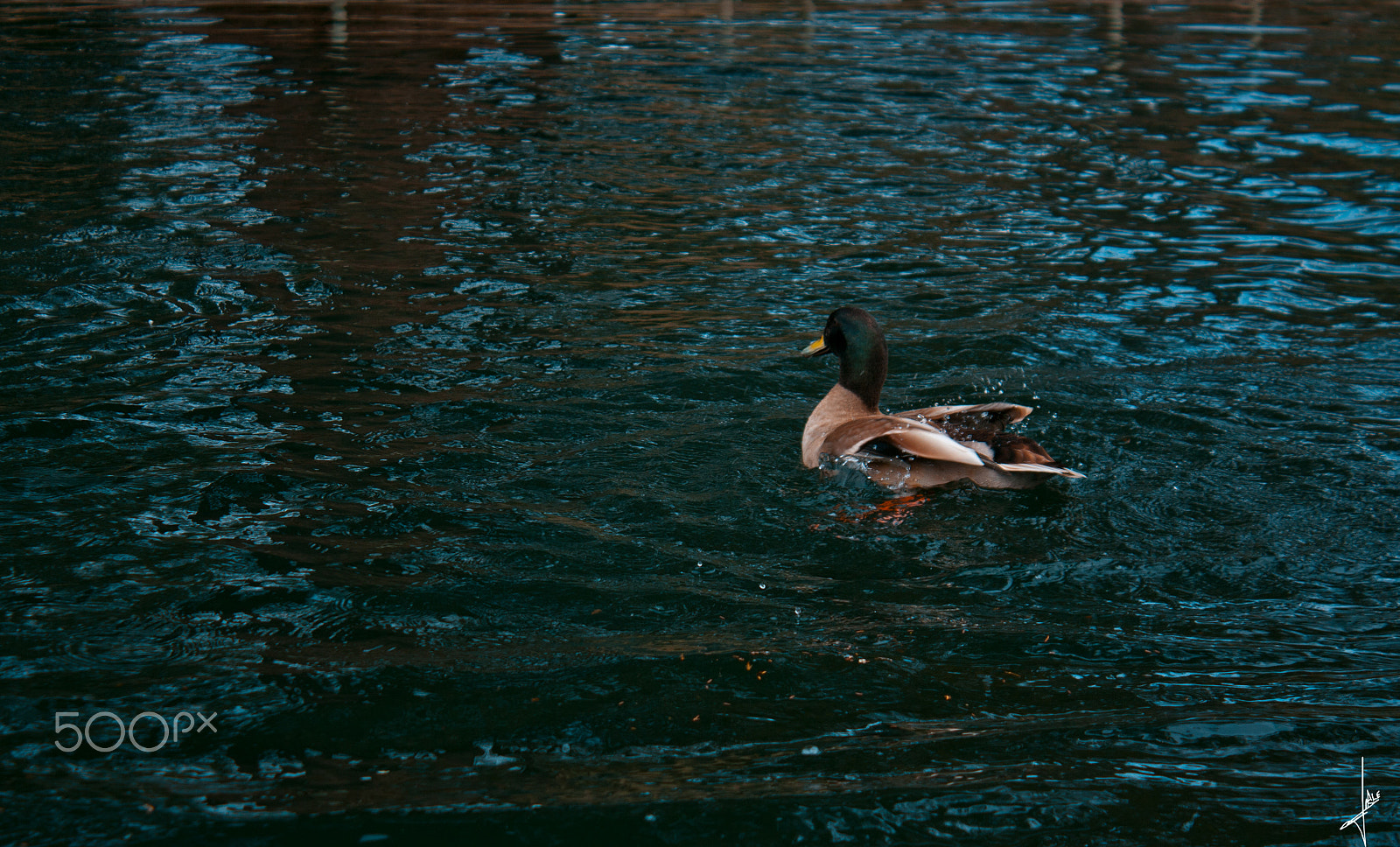 Canon EOS 450D (EOS Rebel XSi / EOS Kiss X2) + Canon EF-S 18-55mm F3.5-5.6 IS II sample photo. Duck. photography
