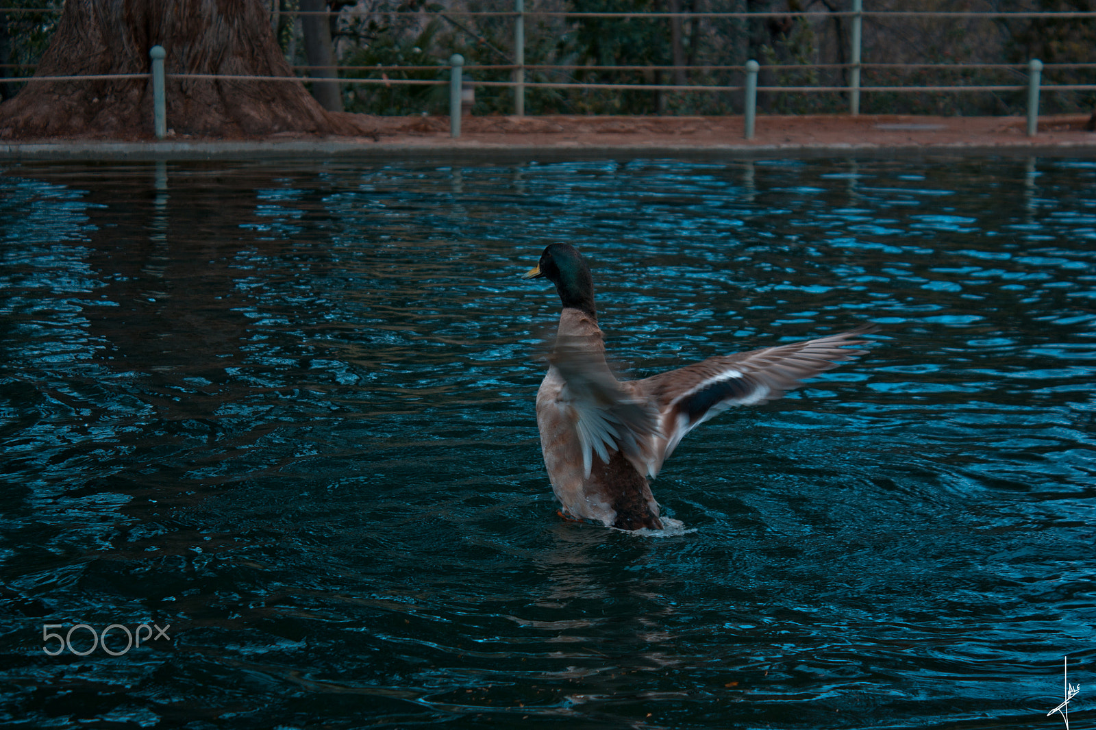 Canon EOS 450D (EOS Rebel XSi / EOS Kiss X2) sample photo. Duck. photography