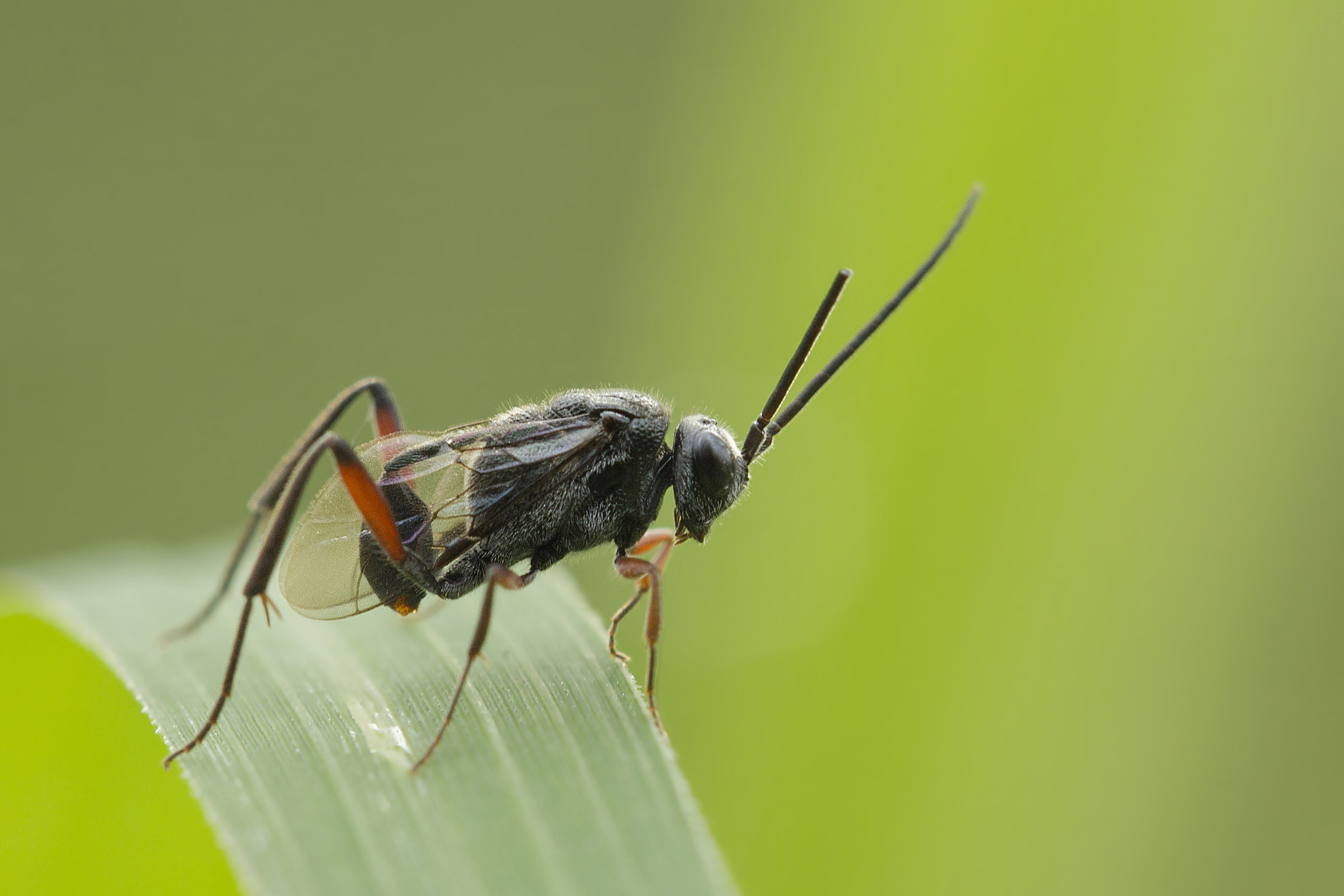 Canon EF 100mm F2.8L Macro IS USM sample photo. Lopp photography