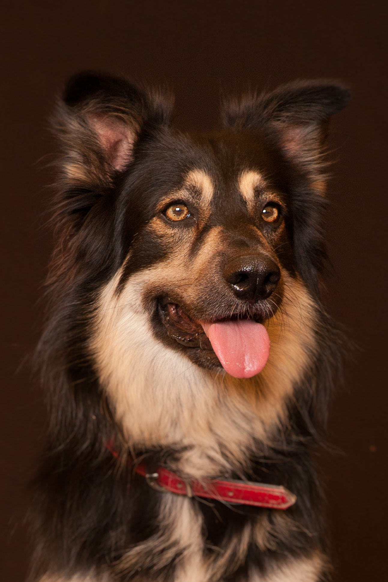Canon EOS 5D + Canon EF 24-70mm F2.8L USM sample photo. Border collie, sina photography