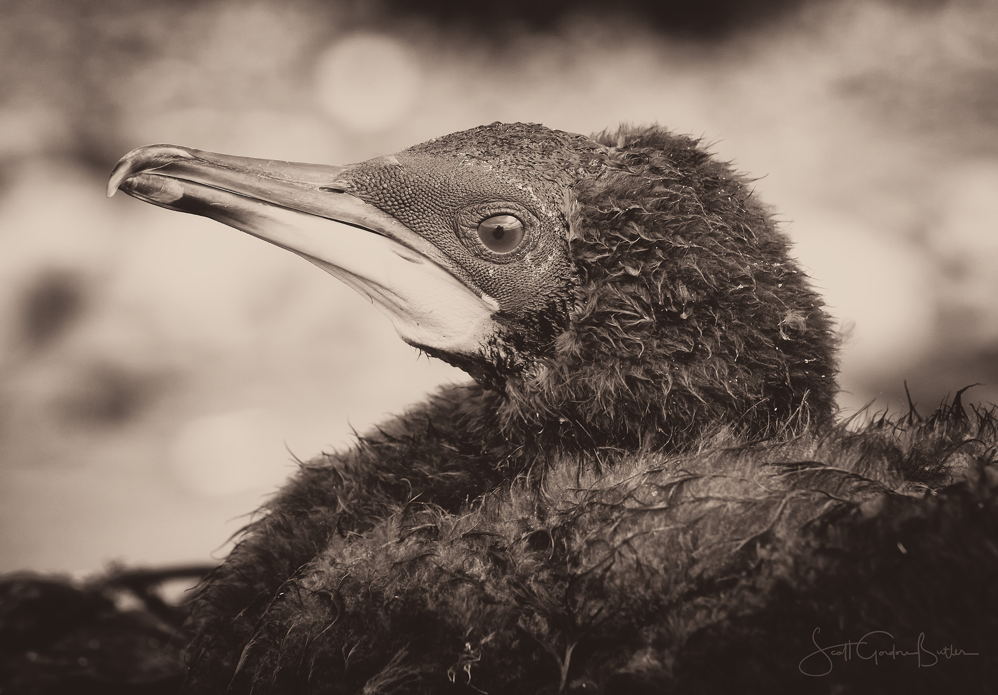 Canon EF 70-200mm F4L IS USM sample photo. Cormorant chick photography