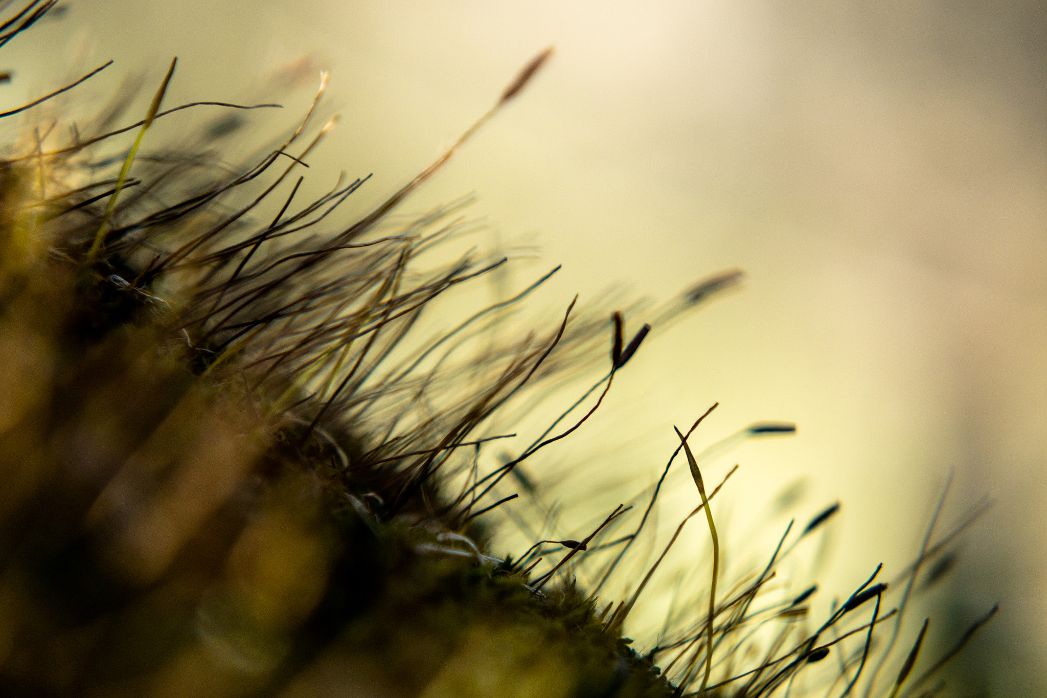 LUMIX G VARIO 45-150/F4.0-5.6 sample photo. Moss field photography