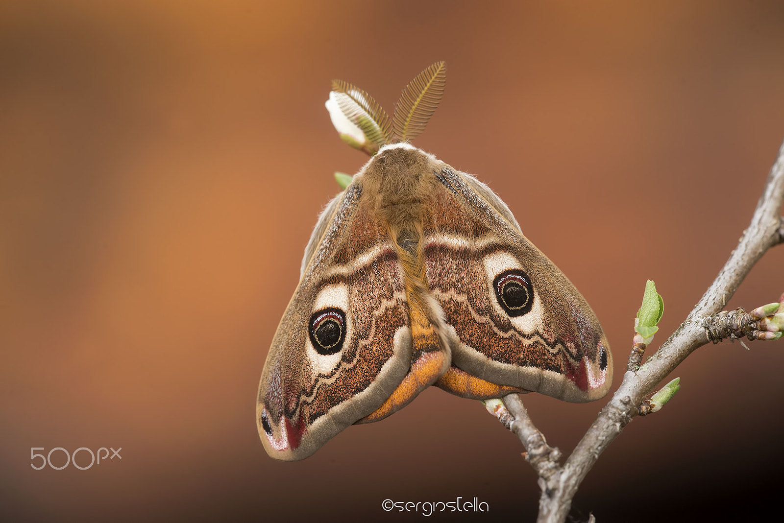 Sigma 150mm F2.8 EX DG Macro HSM sample photo. Saturnia pavoniella_____ photography