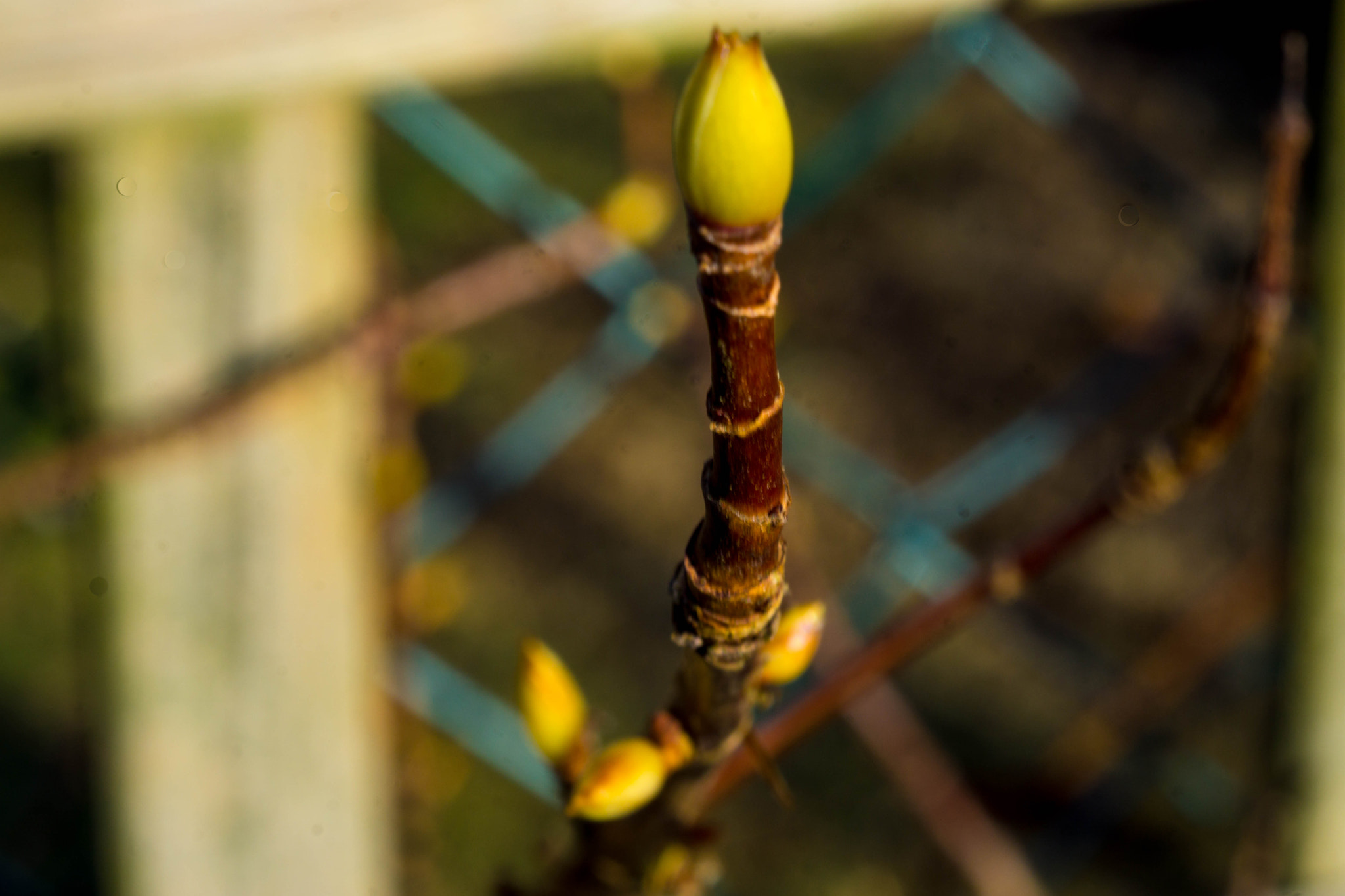 MACRO 50mm F2.8 sample photo. Frühling eben photography