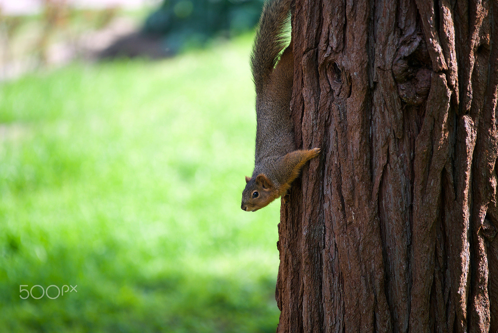 Sony a7S II + Sony FE 70-200mm F4 G OSS sample photo. Leaving logic and reason photography