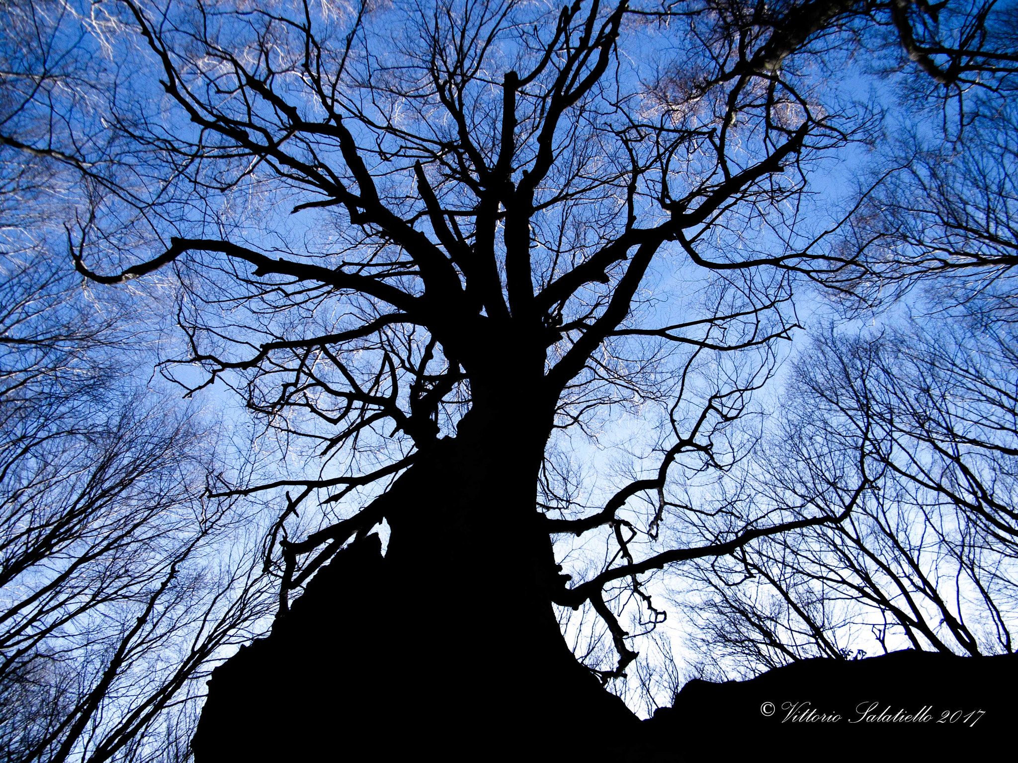 Fujifilm FinePix S2000HD sample photo. Image photography