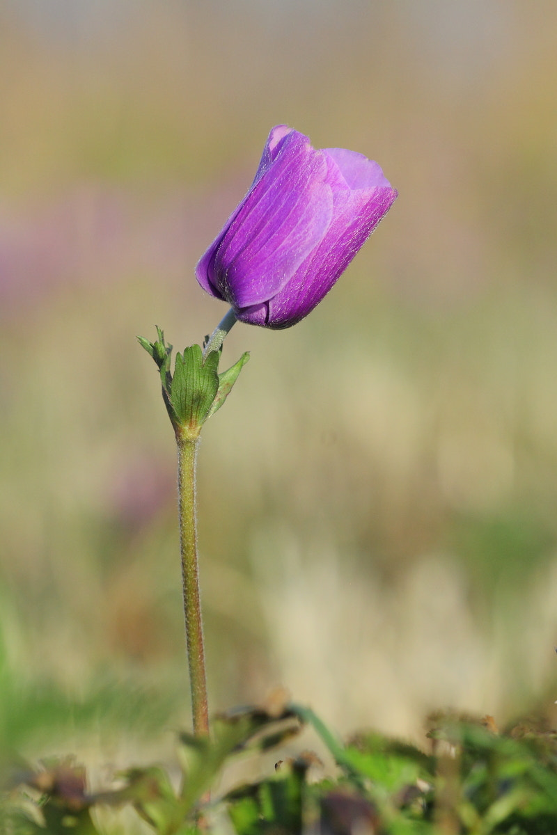 Sigma APO Macro 150mm f/2.8 EX DG HSM sample photo. Alone photography