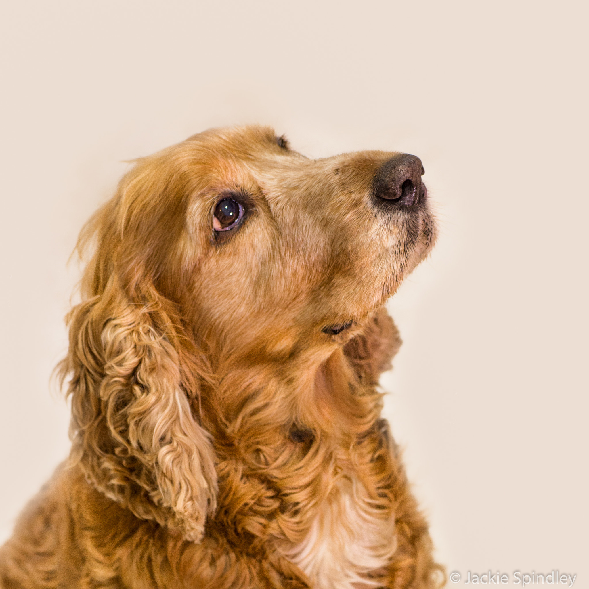 Sigma 70mm F2.8 EX DG Macro sample photo. My boy sully photography