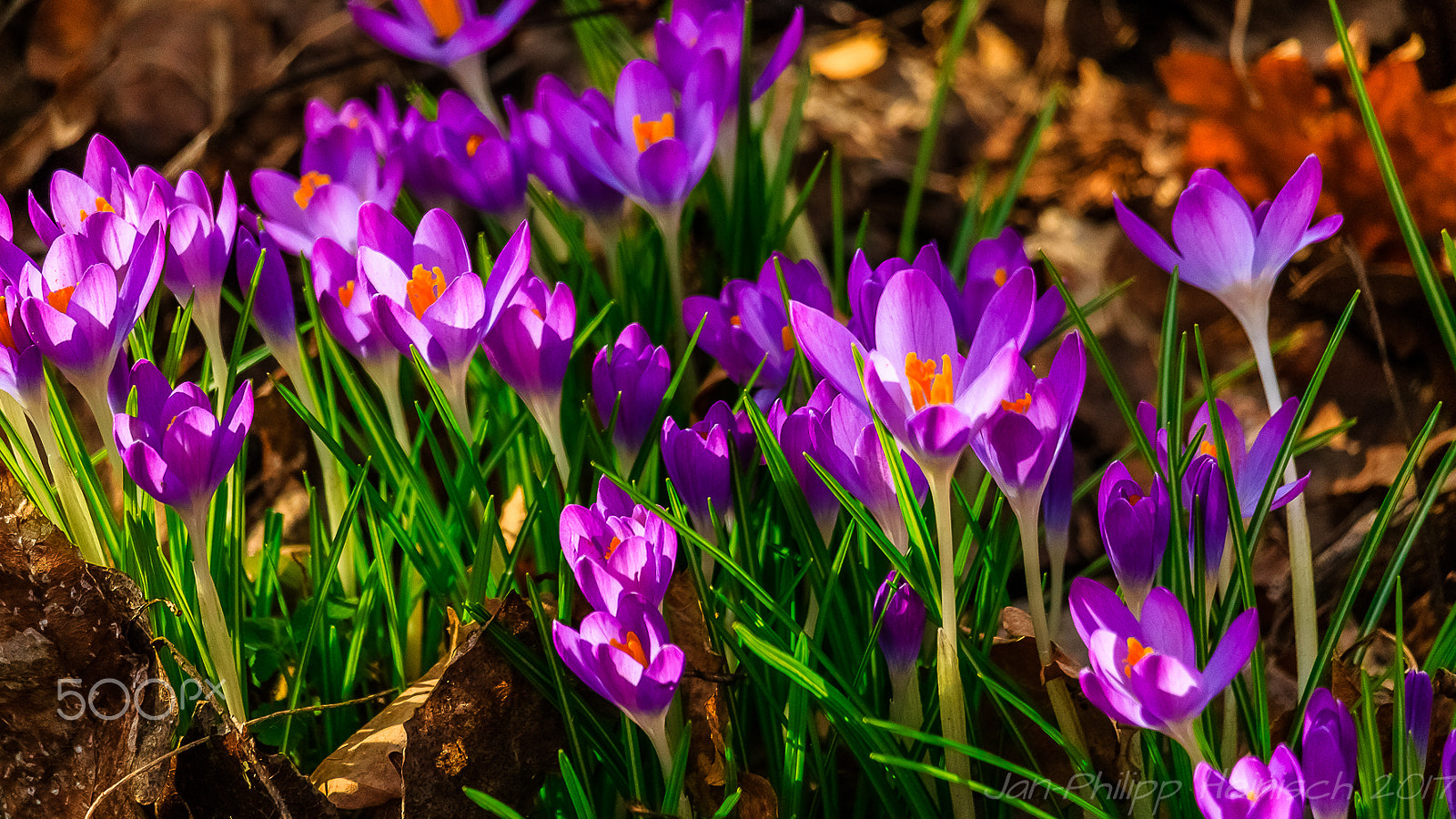 Canon EF-S 55-250mm F4-5.6 IS STM sample photo. Erste frühlingszeichen photography