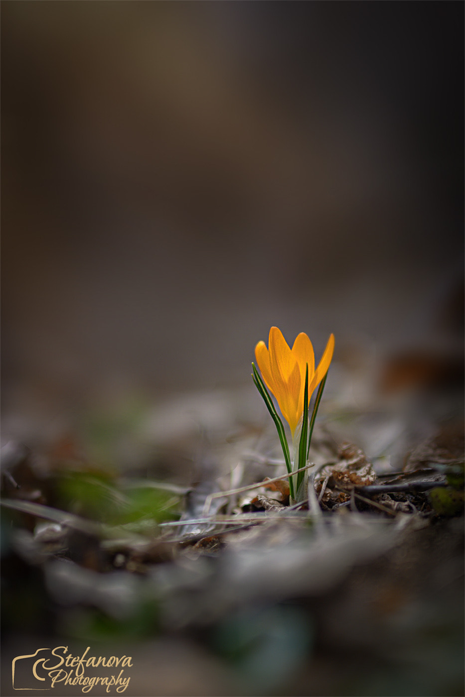 Nikon D7100 sample photo. Crocus photography