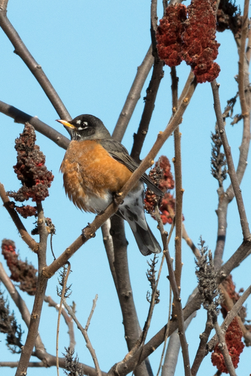 Canon EF 70-200mm F2.8L IS II USM sample photo. Bird in a bush photography
